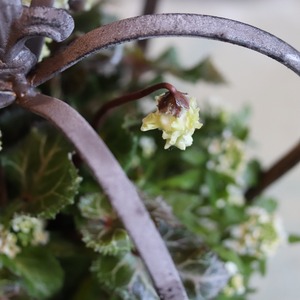 冬から春に楽しむ寄せ植え　シクラメン森の妖精クラウンポット　届いてすぐ玄関に飾れる 　プレゼントにもオススメ　