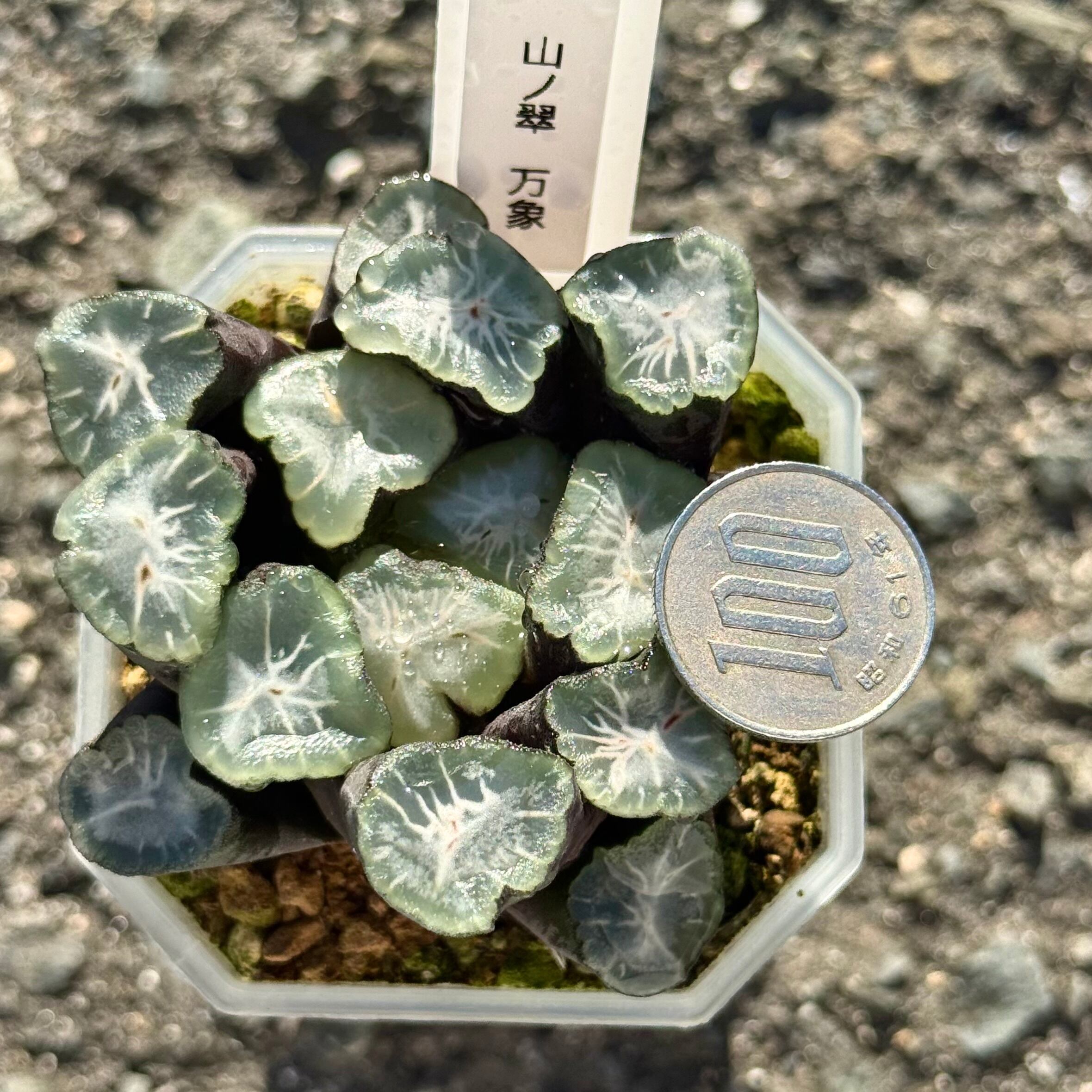 山の翠万象 親株 | 珍しいハオ楽園