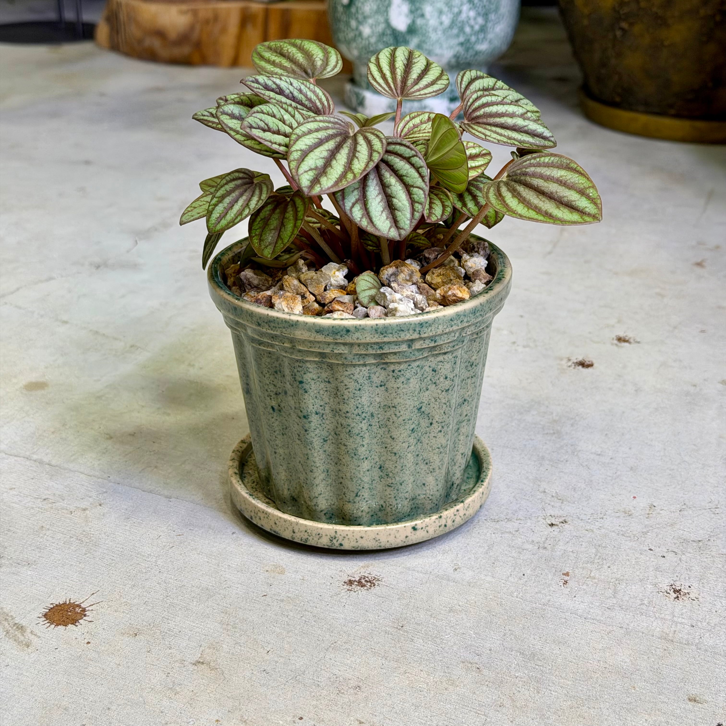 フィカス・ウィアンディ | barrelplants_BONSAI