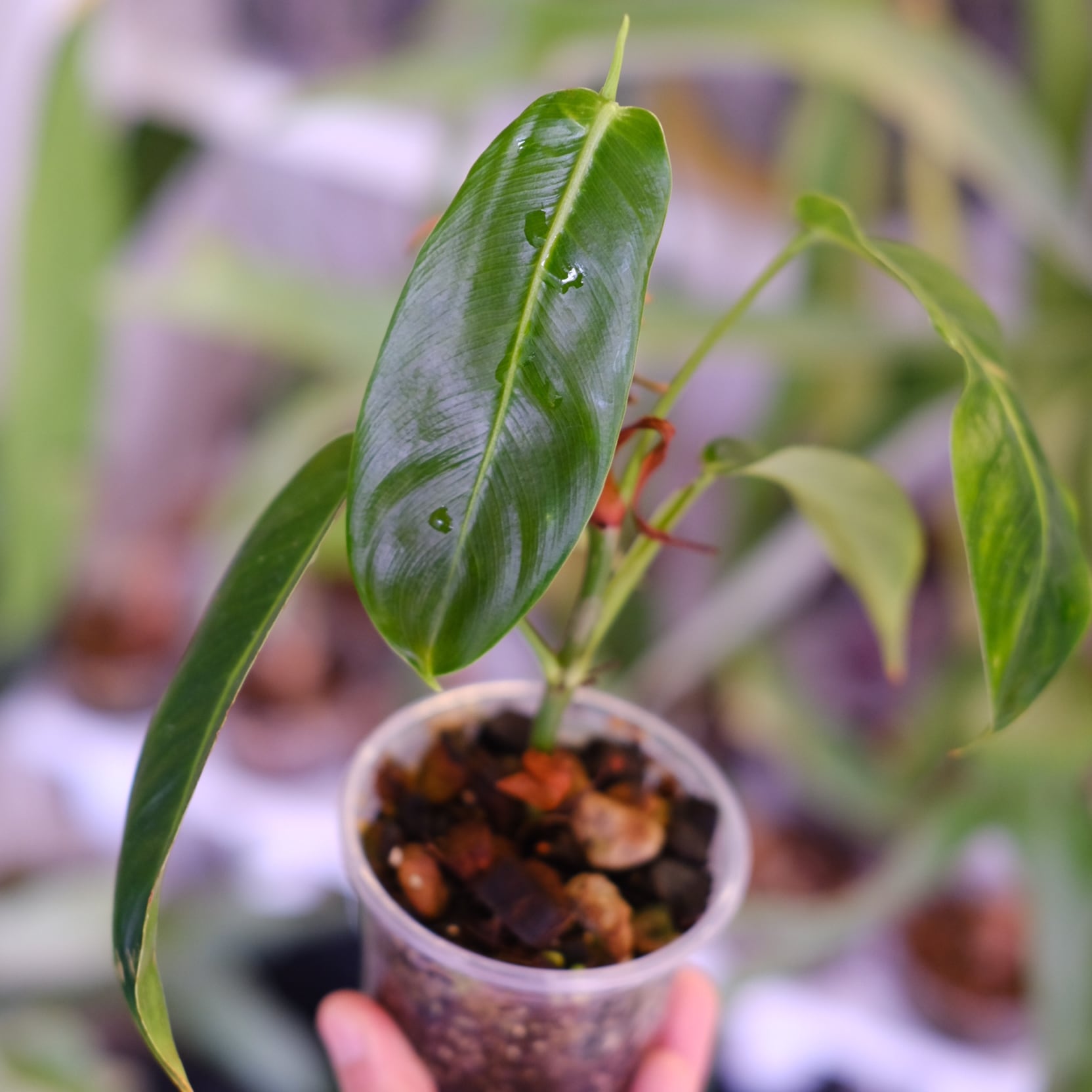 Peperomia argyreia variegated / 極斑入り スイカペペロニア⑧│観葉