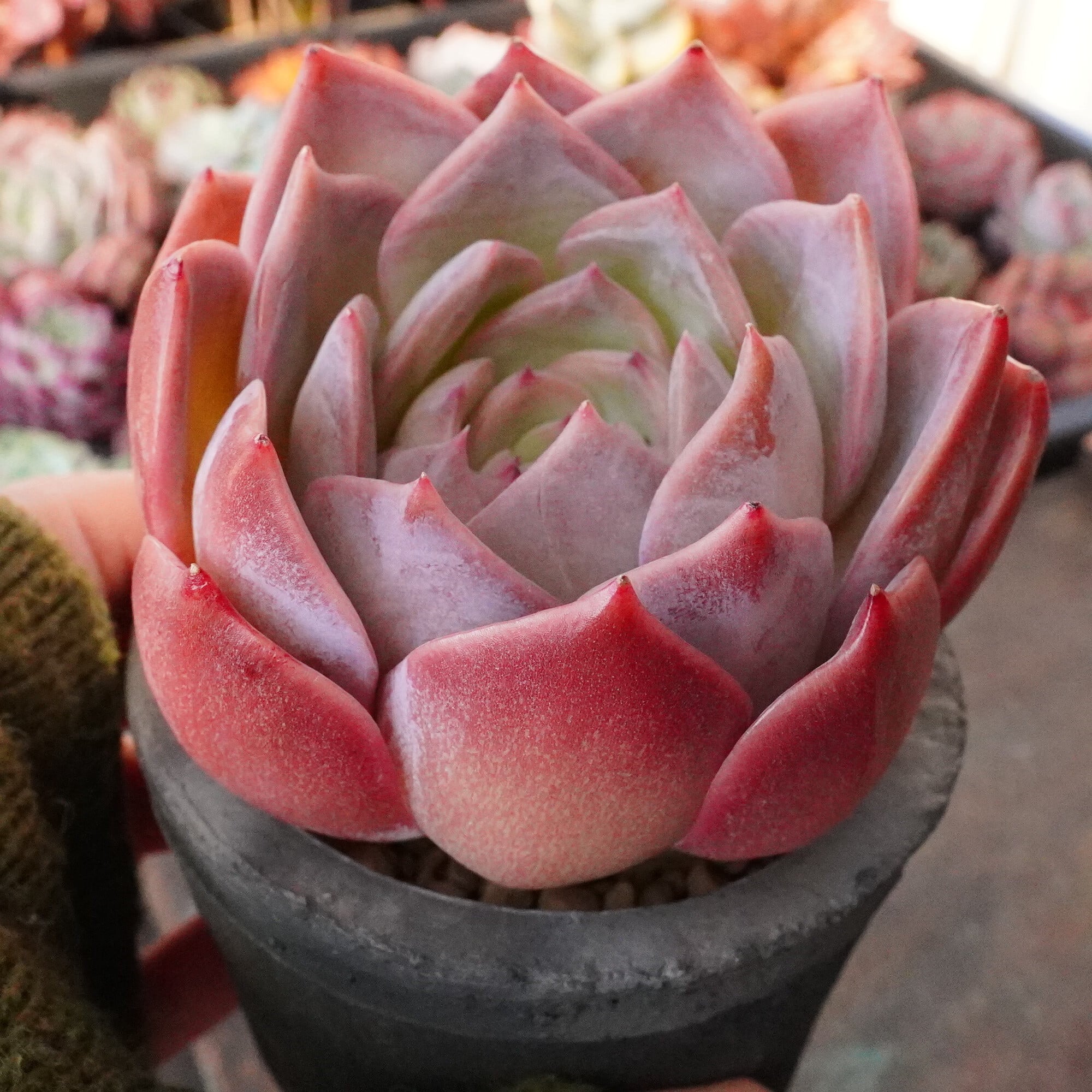 韓国苗♪ノーブル♪カット苗♪ 20株の抜き苗セット】キュートバブル群生 多肉植物 佐川急便発送