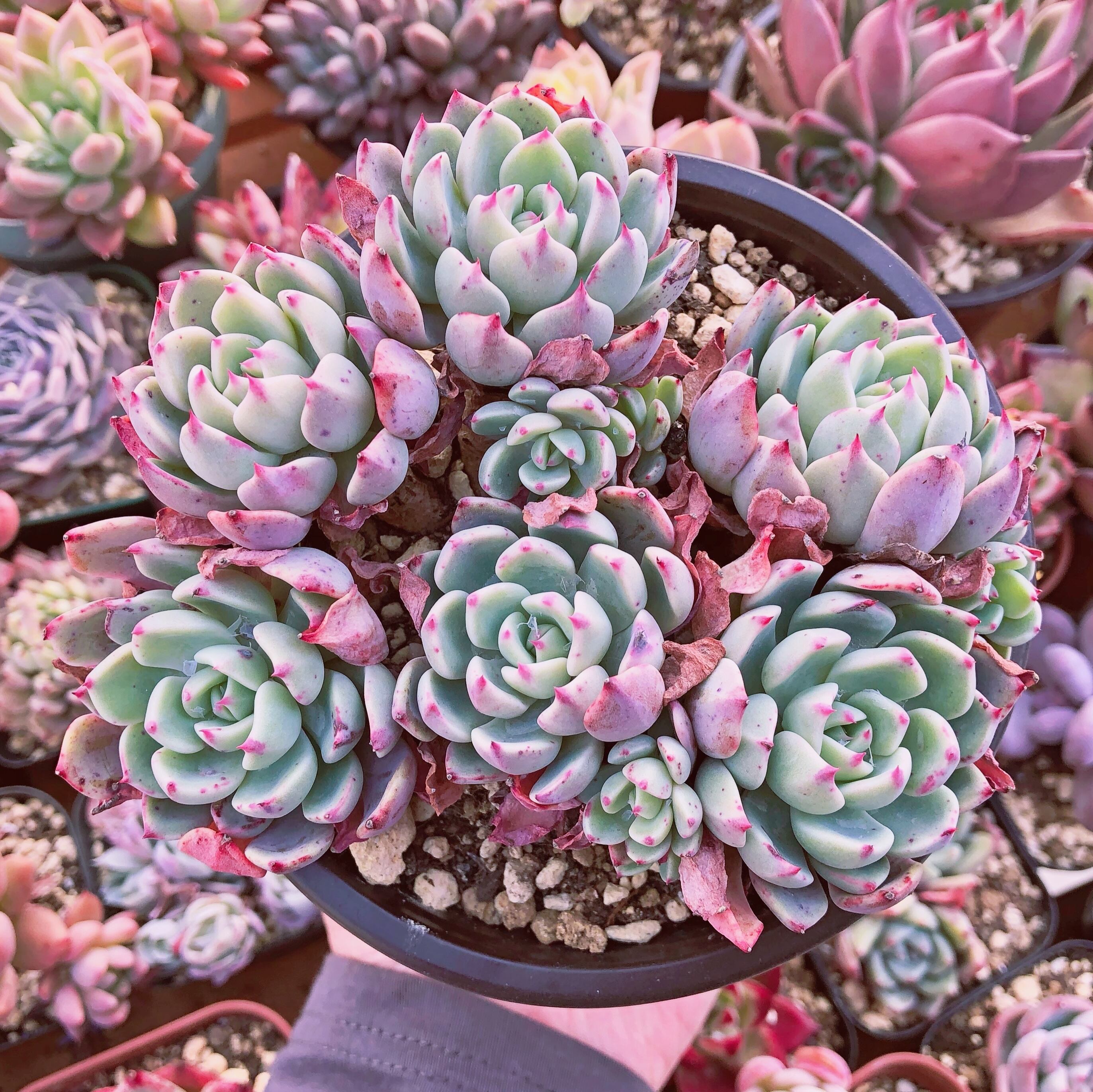 多肉植物　nanafukumini    大群生　抜き苗