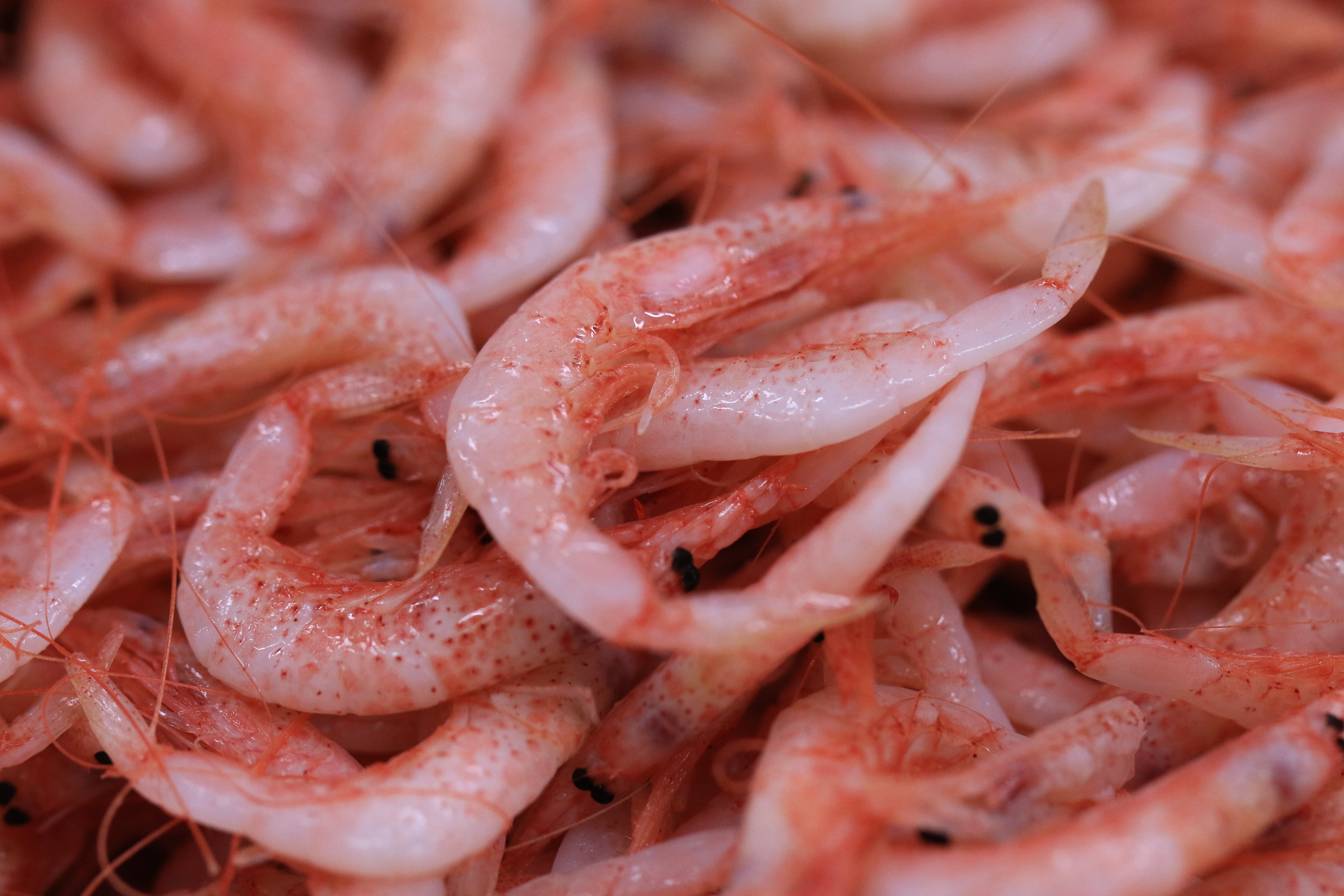 [送料込！] ヤママル全部盛り海鮮丼ギフトセット