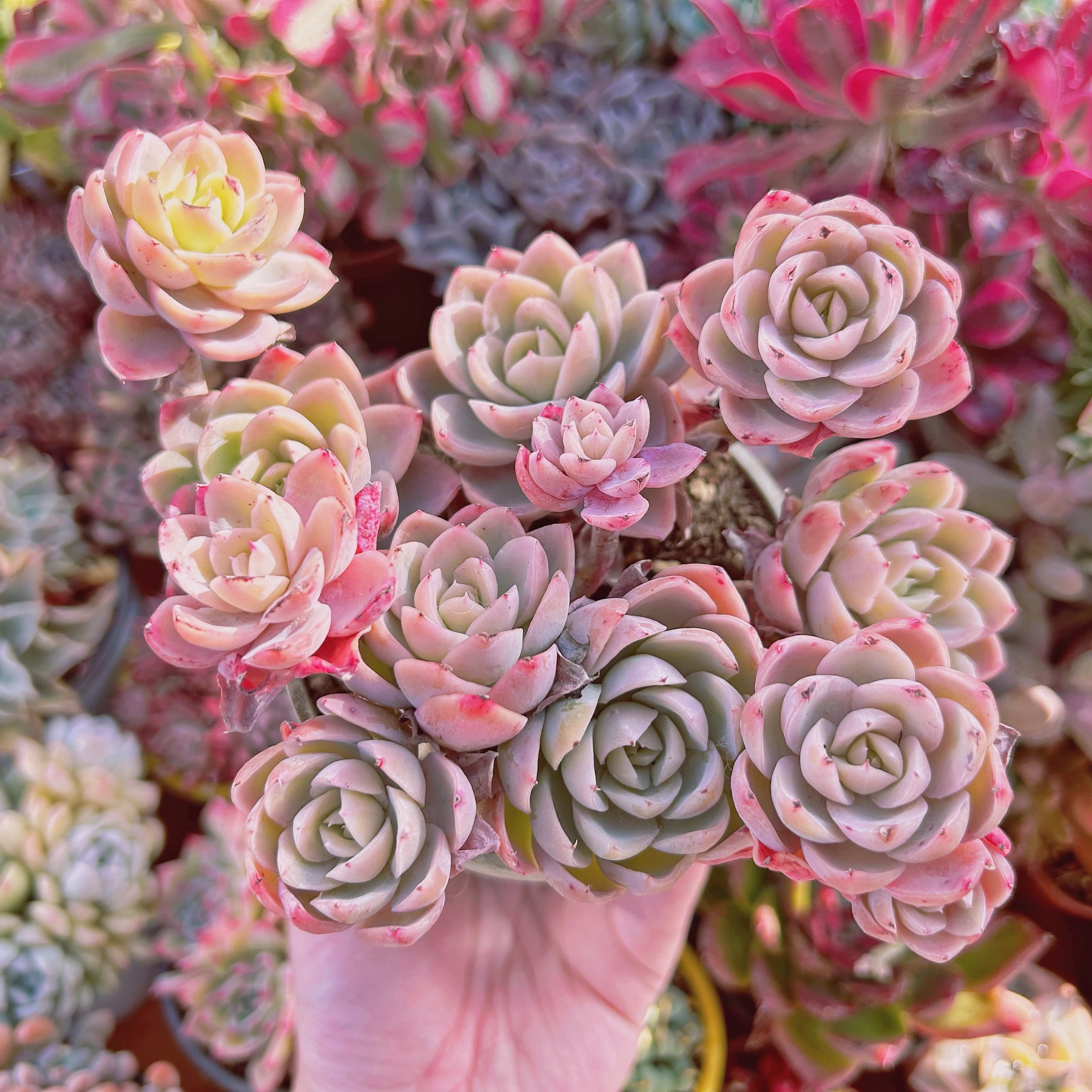 多肉植物　Silkveli　6頭以上　特大