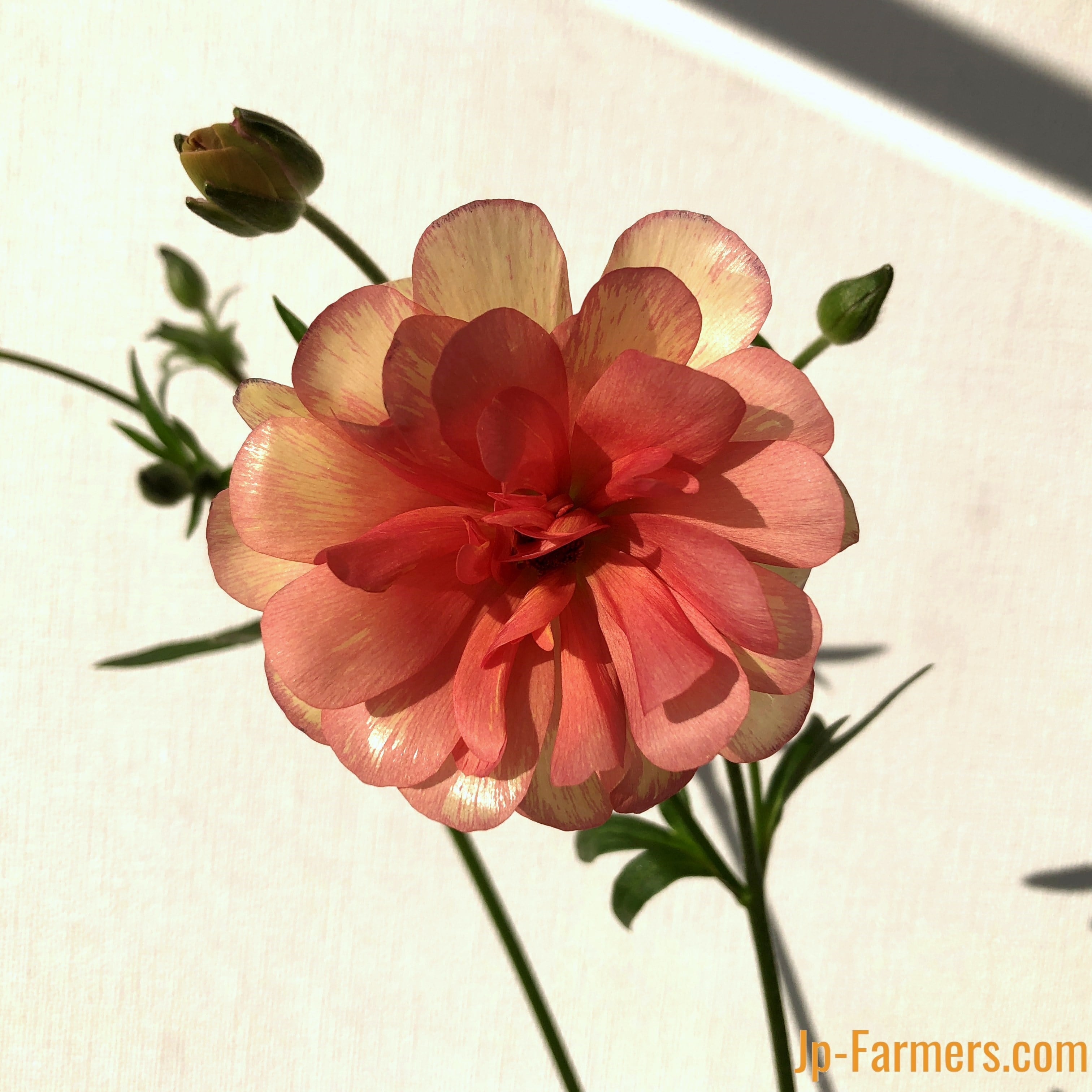 ラナンキュラス 『ラックスエリス 』10本 | 新鮮お花問屋 Jp-Farmers.com