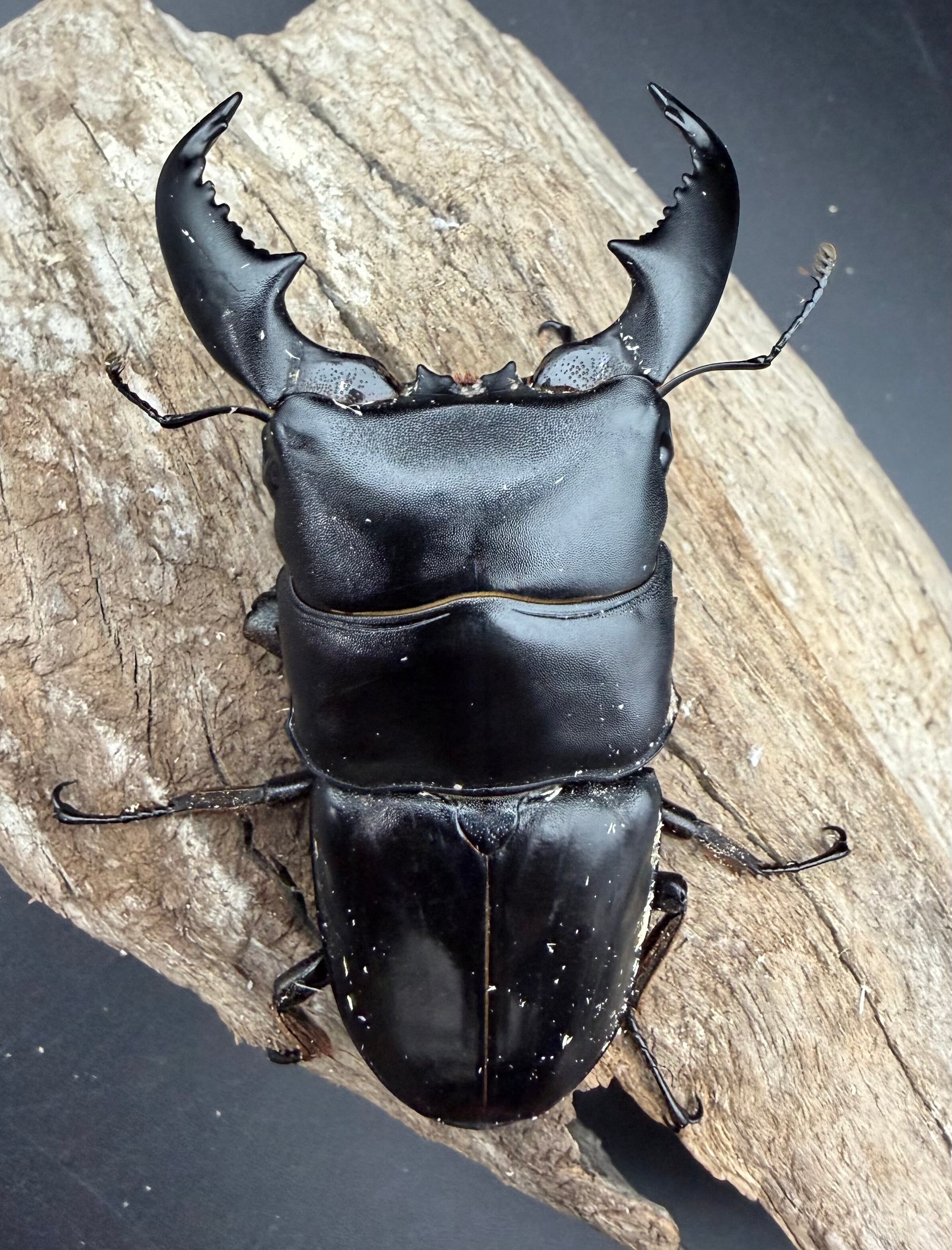 WD】《スマトラオオヒラタ アチェ産 84mm ペア》 | KPW公式オンライン