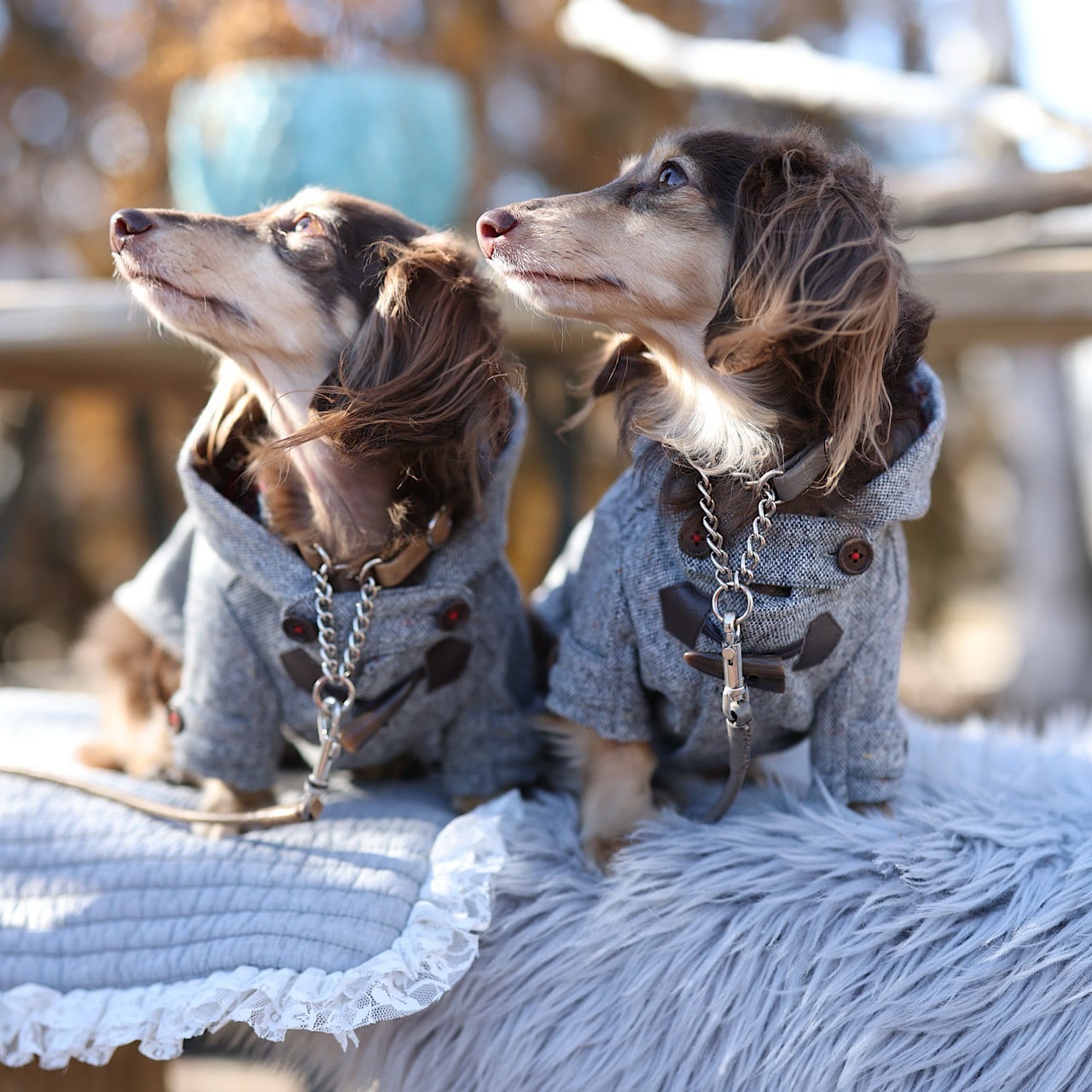 ダッフルコート 2024-2025 | カニンヘンダックスとミニチュアダックス