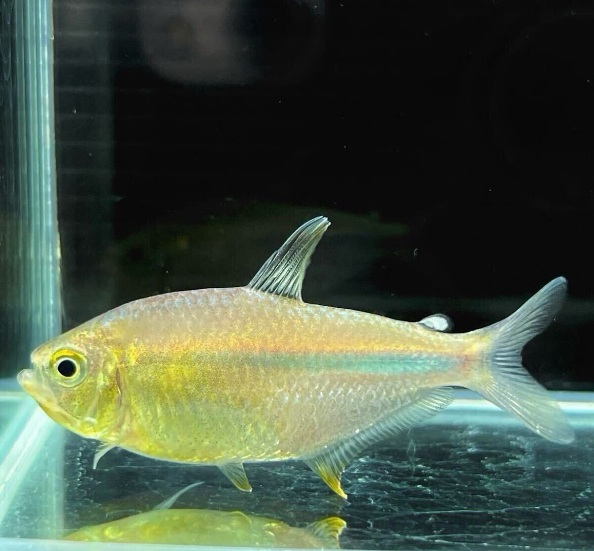 【ペア売り】 WILD産 採取個体 ファイヤーテールモンクホーシャ リオセネパ 1ペア 美麗個体 即発送