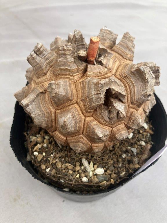 現品814D】亀甲竜（長谷川園芸）4号ポット | 日本ライン花木センター