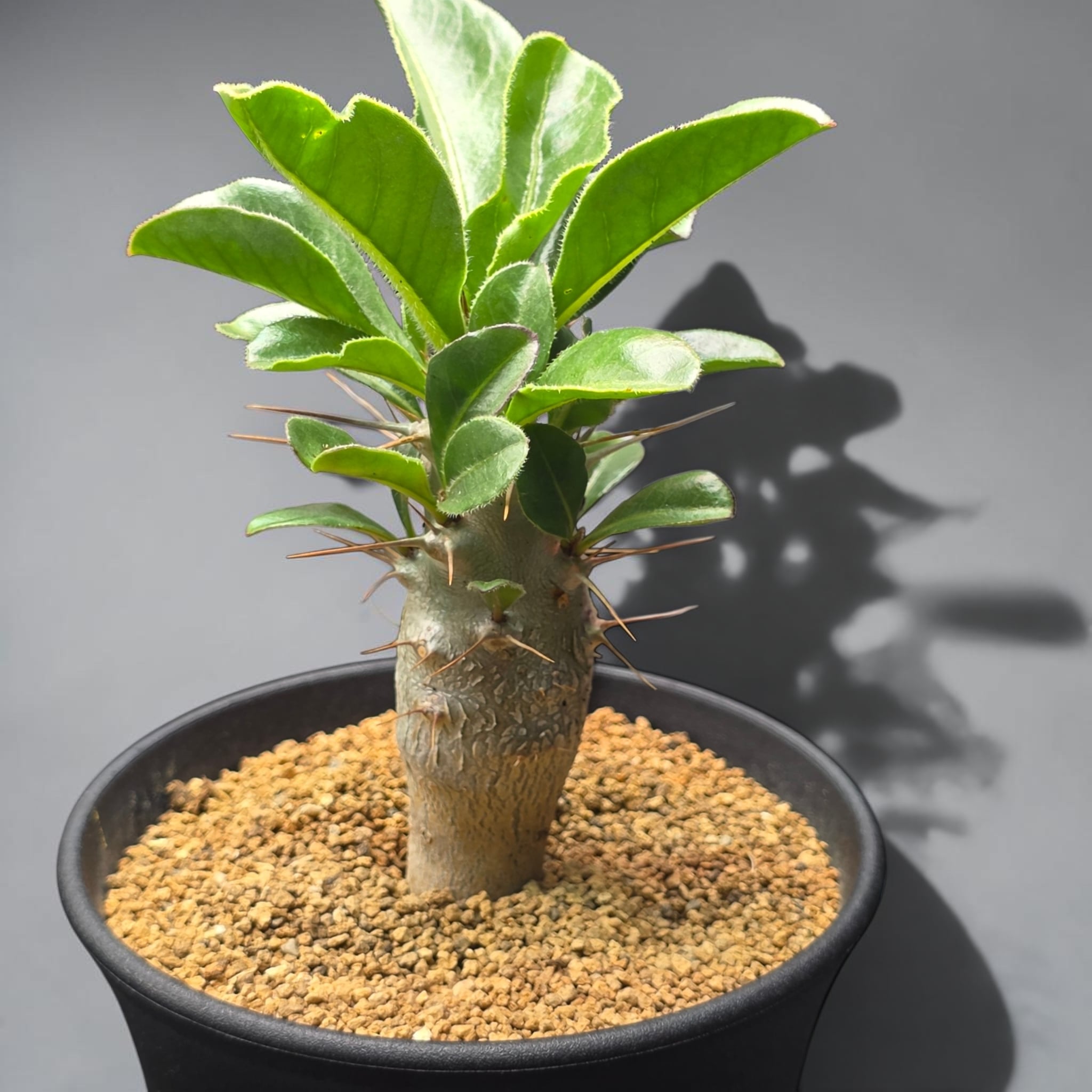 パキポディウム・サンデルシー 実生株 (和名：白馬城 / Pachypodium