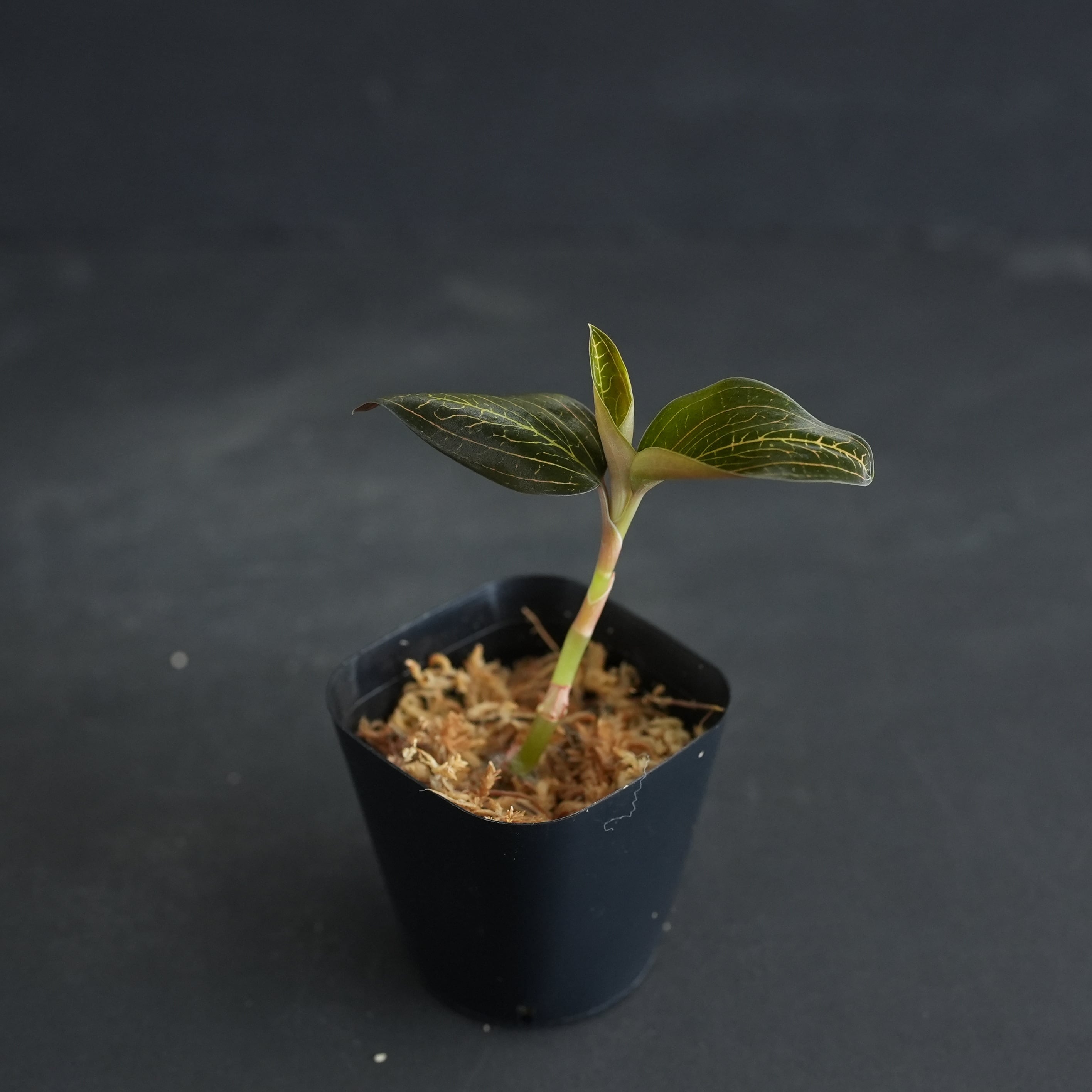◇現品◇Ludisia discolor 'Salmon Sandstone' × Anoectochilus