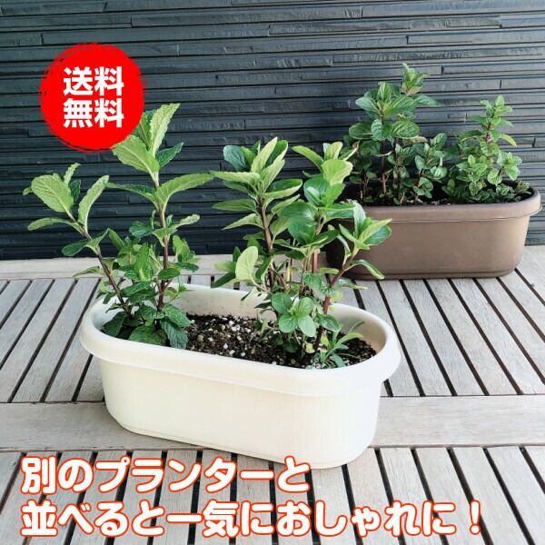 プランター 植木鉢 鉢 おしゃれ（プラ製プランター 白） | ハーブ苗の