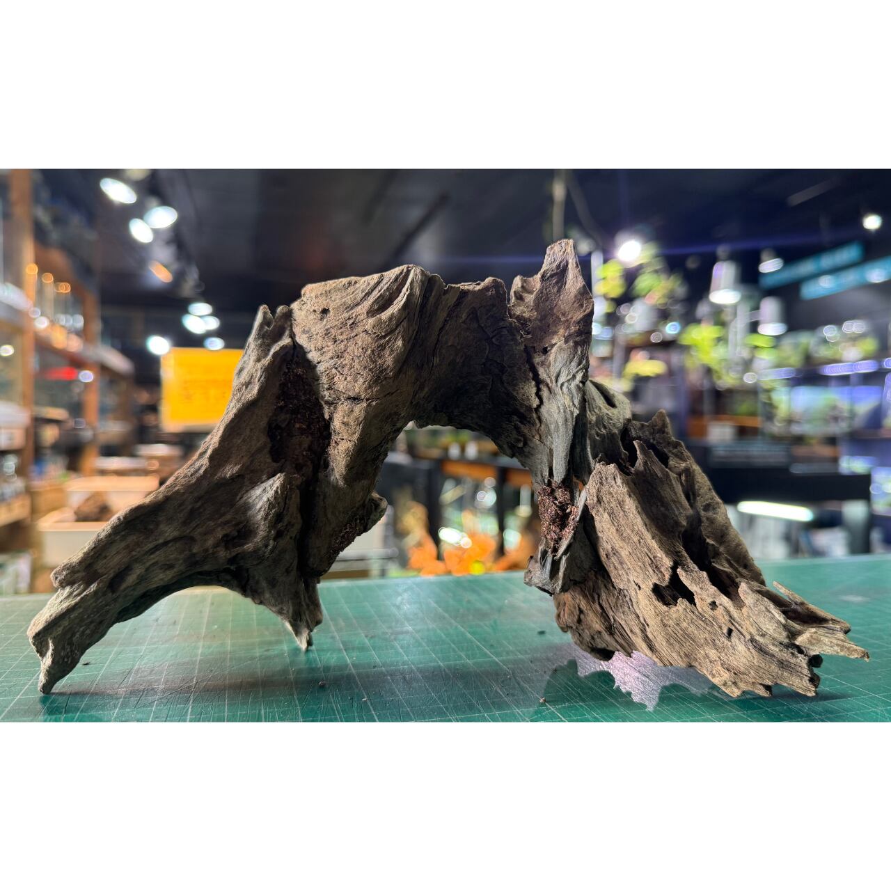 【天然一点物】極上流木 一点物 アーチ流木 【No.002】 | ヒロセペット成田空港店