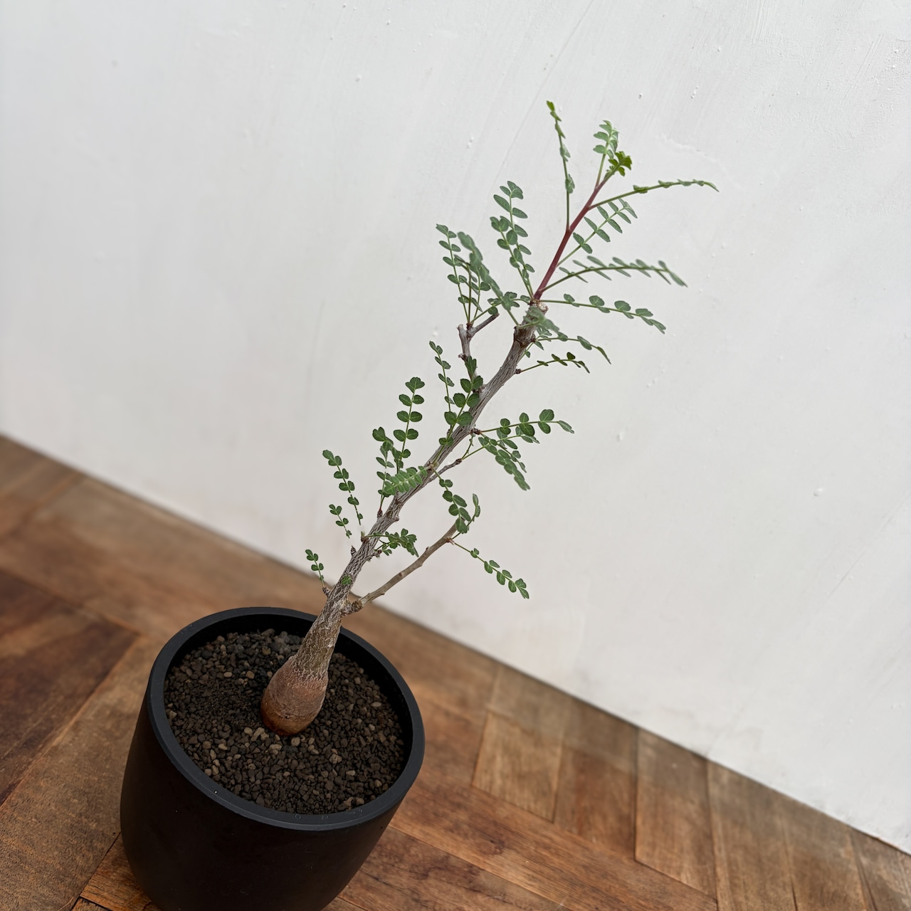 Pachycormus discolor【パキコルムス・ディスカラー・象の木】