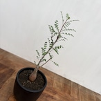 Pachycormus discolor【パキコルムス・ディスカラー・象の木】