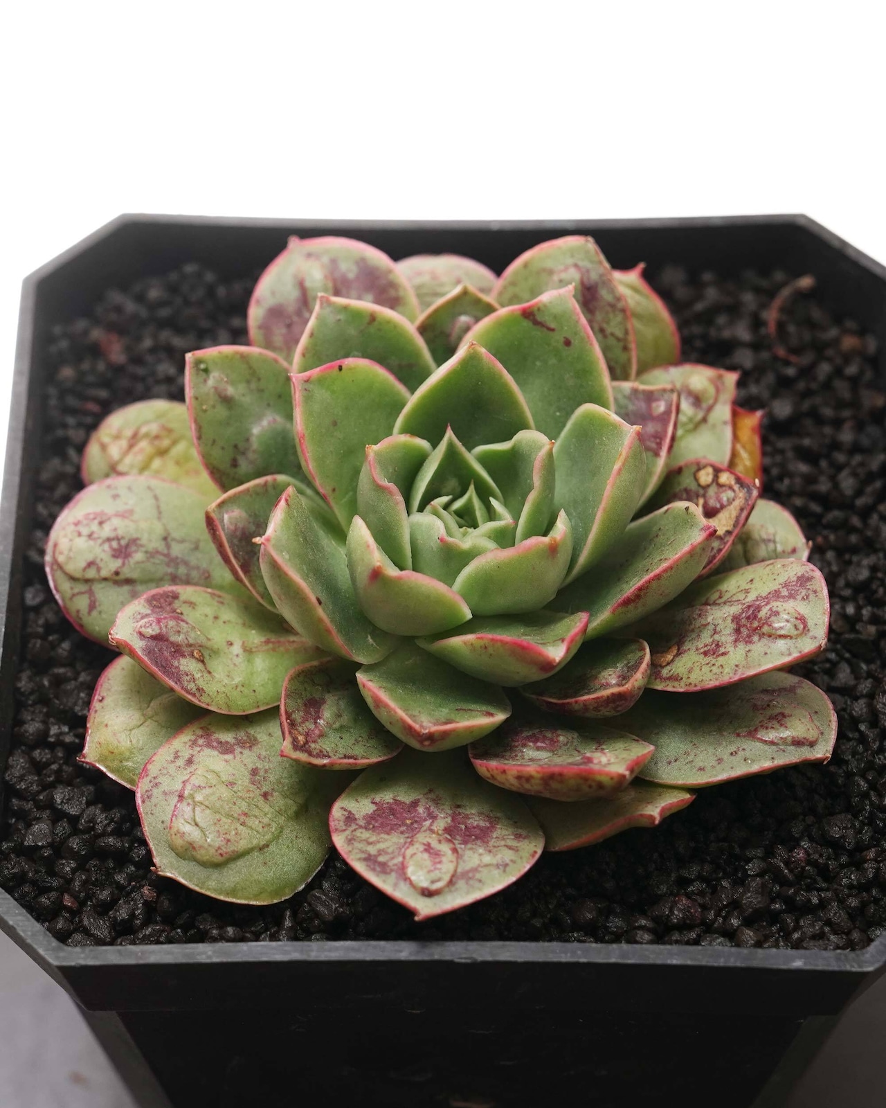 カット苗 魔王月影 Echeveria 'Demon King Moon Shadow'