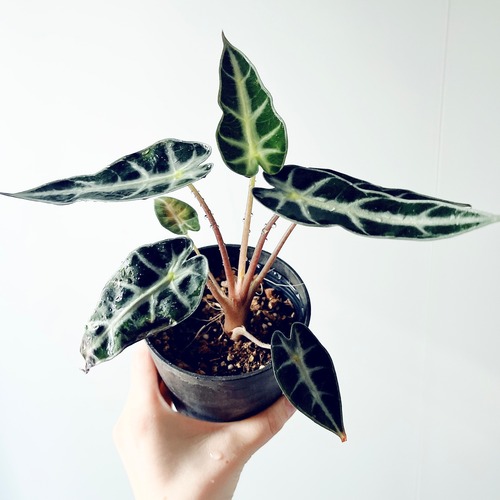 暮らしに映える アロカシア・バンビーノ｜希少種 観葉植物 calm cafe