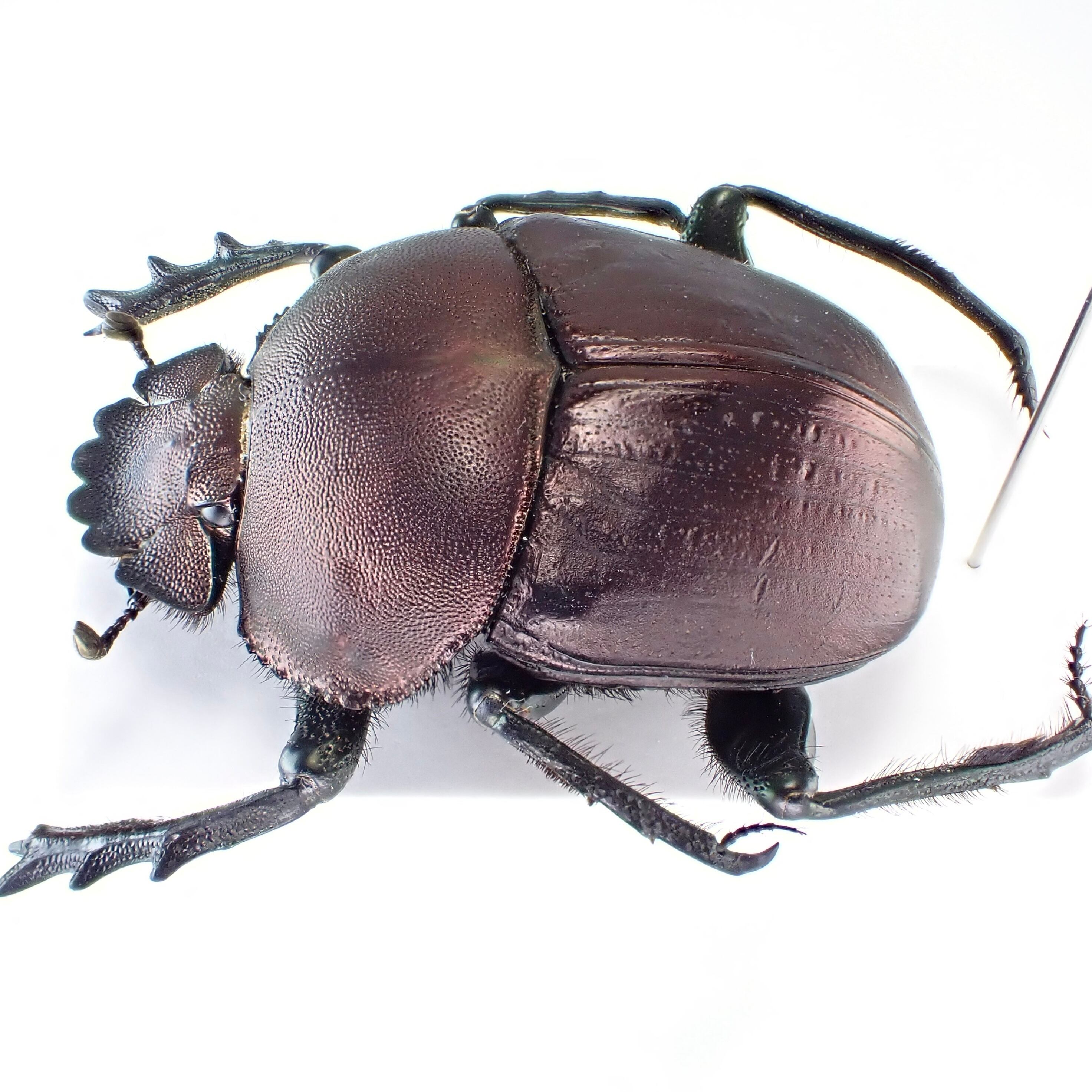 南アフリカ産 Kheper nigroaeneus ♂ 31mm | 昆虫標本 Diggers & Rollers