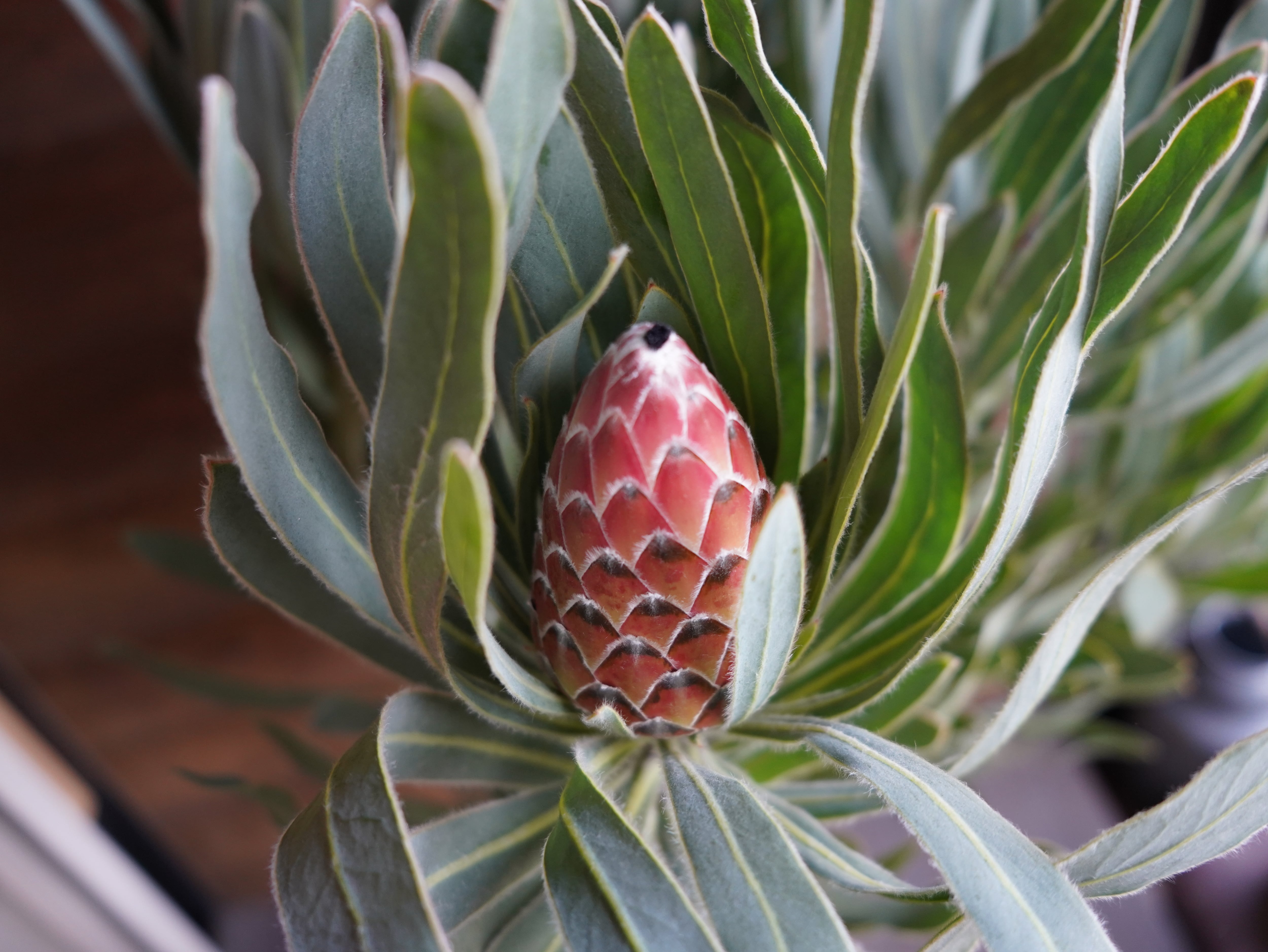 【現物】プロテア　”ポッサムマジック”