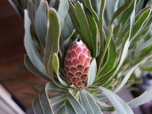 【現物】プロテア ”ポッサムマジック”