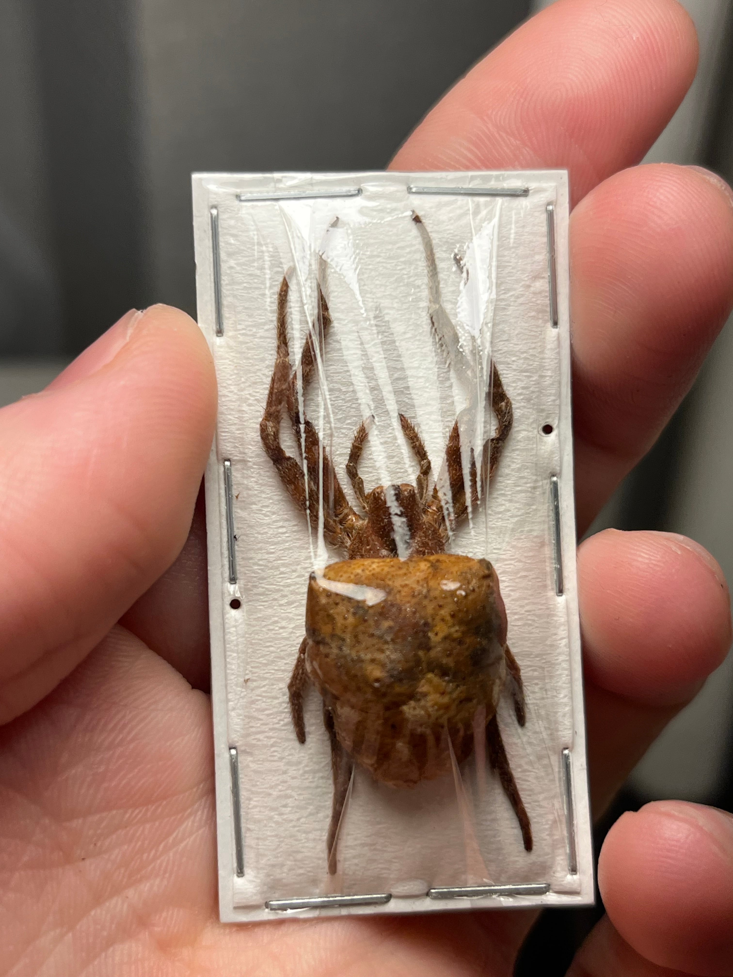 ALL ITEM | オモニキチュウ