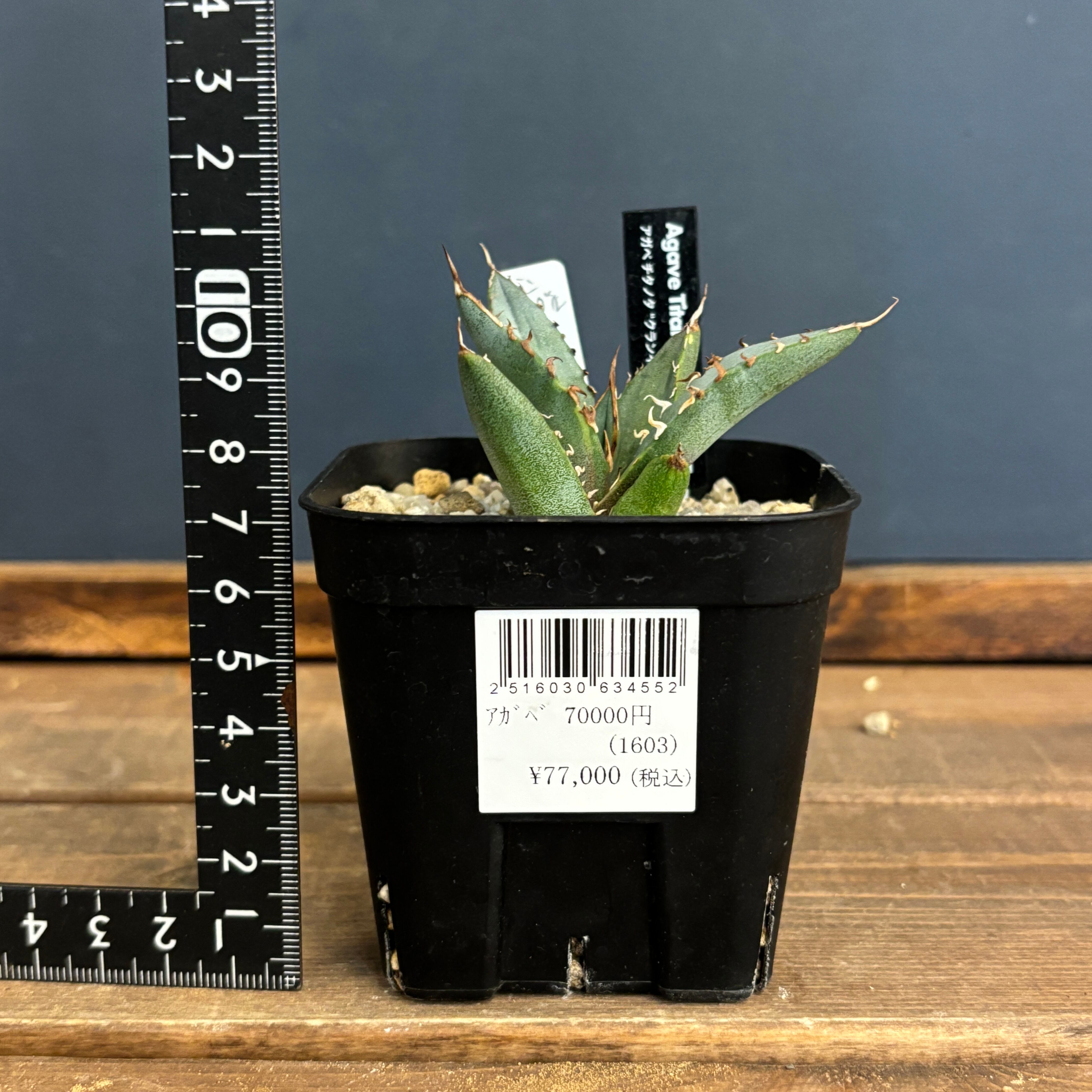 アガベ　クラウン アガベ：スーパークラウン 5号スリット鉢22-03 の通販 | 園芸ネット