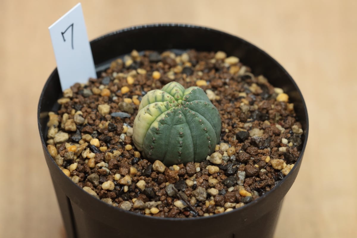 販売済み:オベサ 図鑑】【オベサ錦7】Euphorbia Obesa 販売済み:オベサ 図鑑】【オベサ錦7】Euphorbia Obesa