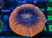 【つきみ堂Breed】BabyTrachyphyllia