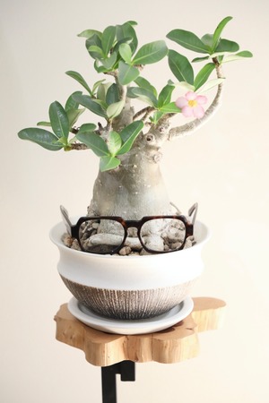 【M】アデニウム アラビカム/Adenium arabicum ※陶器鉢付き