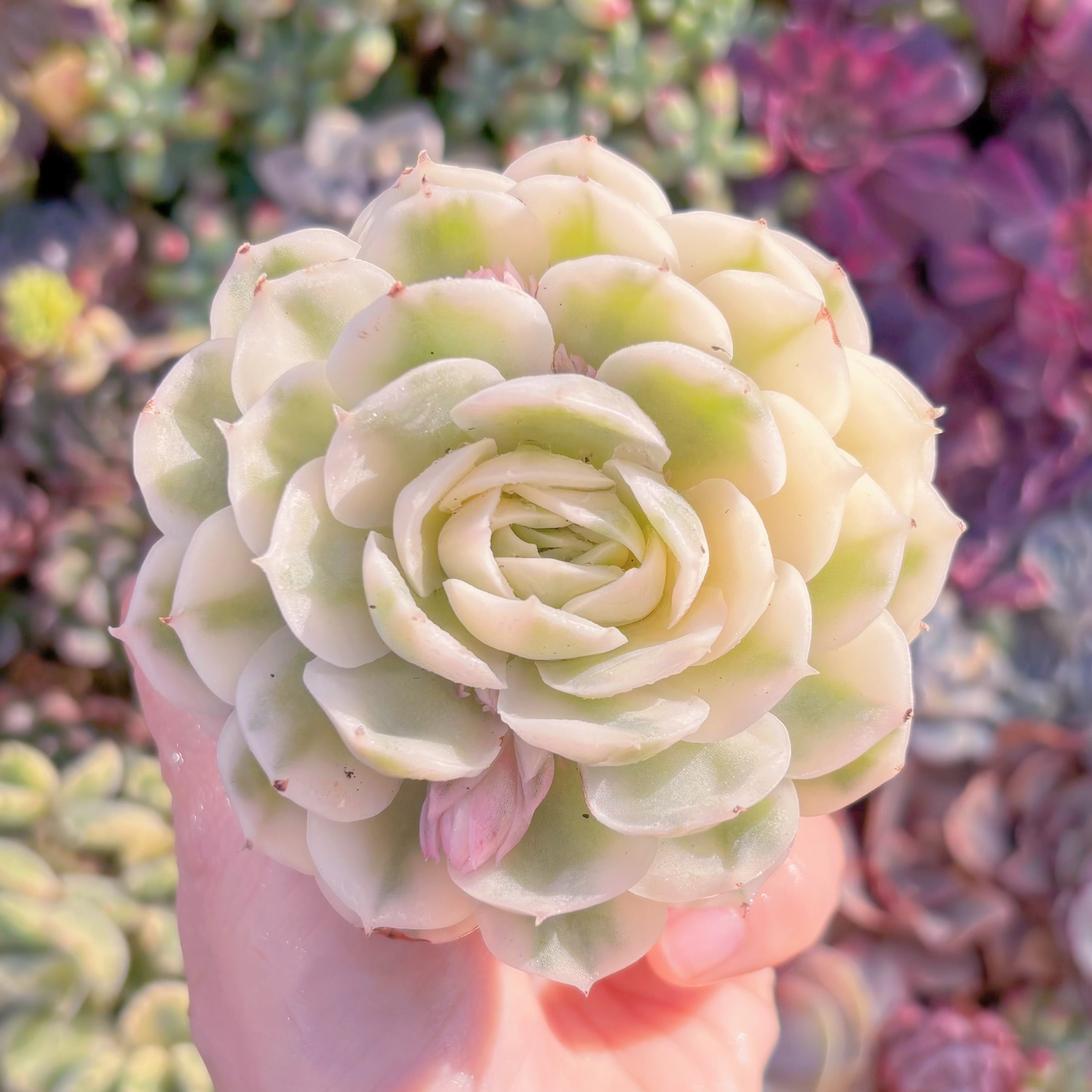 現品　オンスロー錦#F043　極上株　るる農園