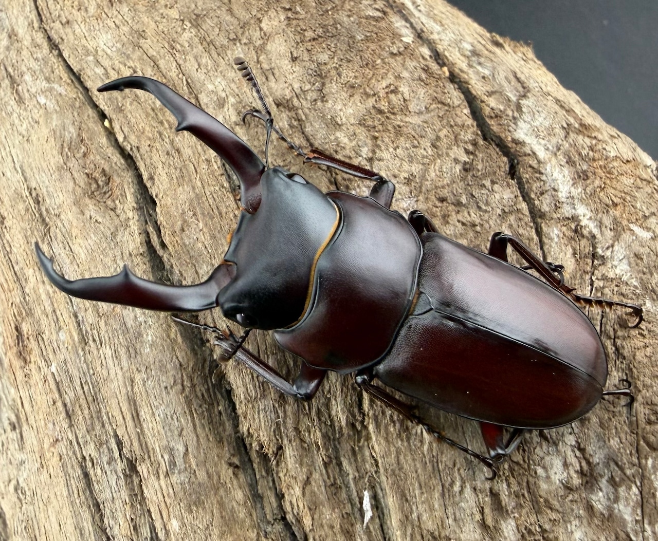 《ミシマコクワガタ 硫黄島産 47mm ♂♀♀トリオ》