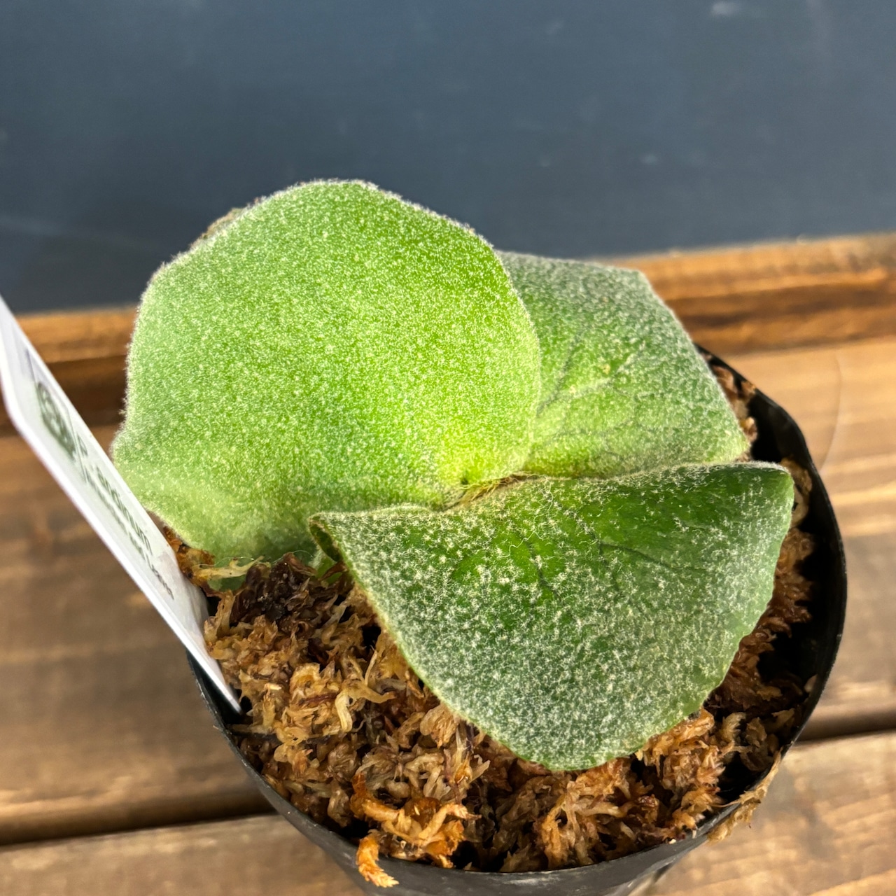 ビカクシダ アンディナム P.andinum【1077】