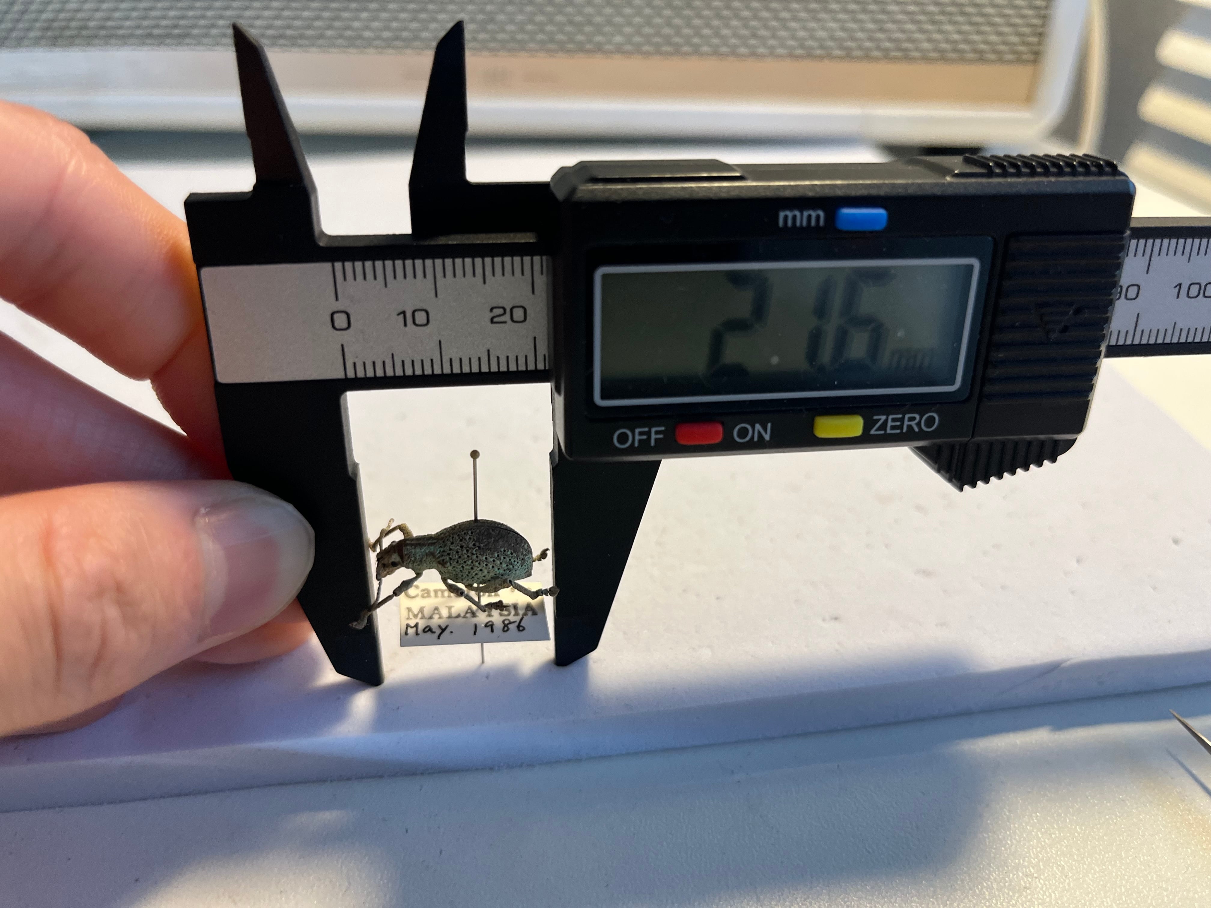 18mm】パステルカラーのゾウムシ 標本 フィギュア 海洋堂 チョコエッグ