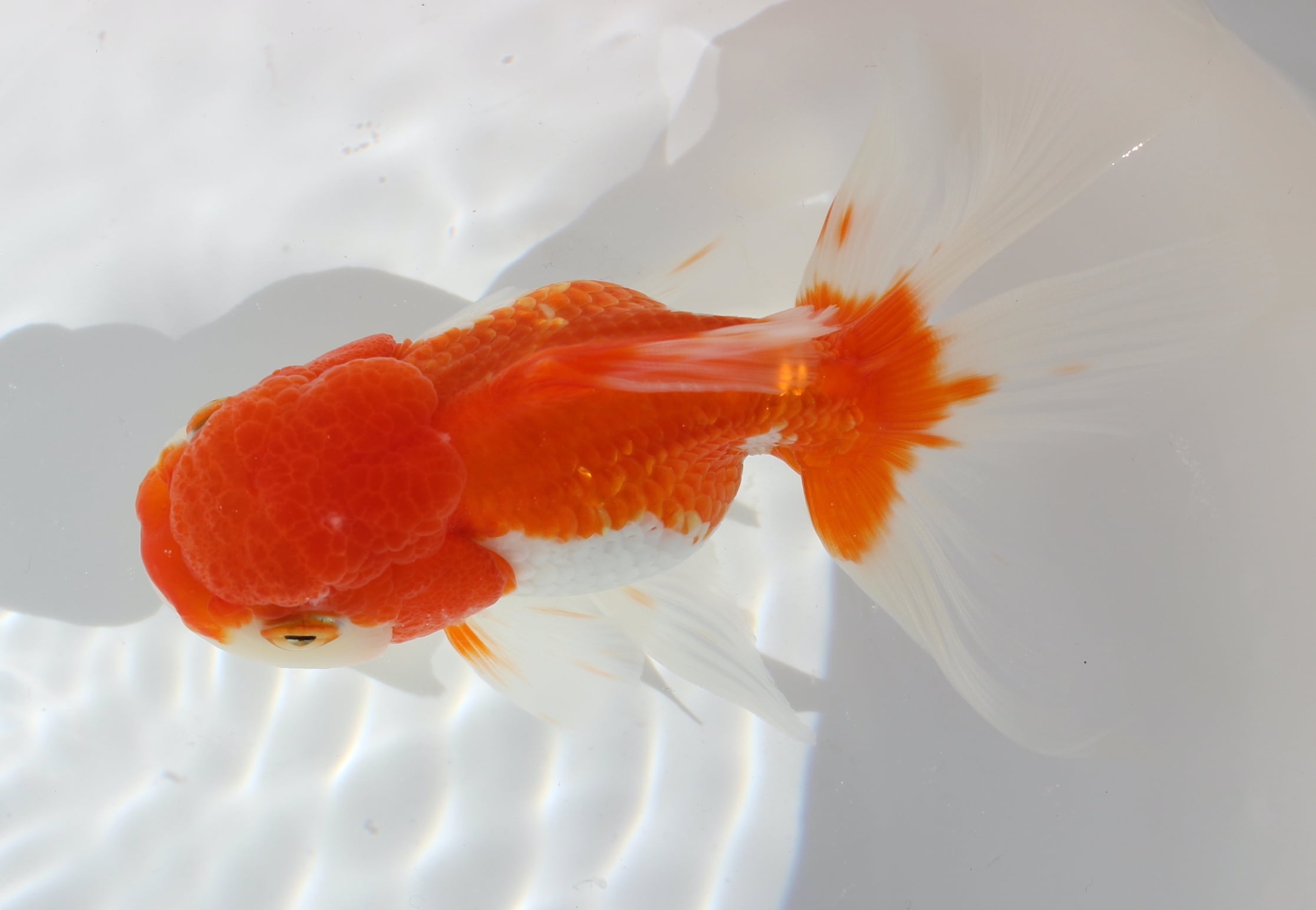 引き取り限定 2日まで 特大金魚10匹セット 引き取り限定 2日まで 特大金魚10匹セット