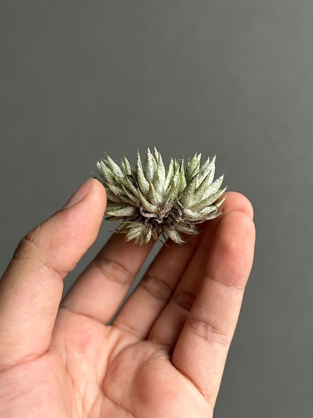 Tillandsia ionantha var. vanhyningii  Pink Lady Clamp【artPLANTs】ティランジア/チランジア/ブロメリア