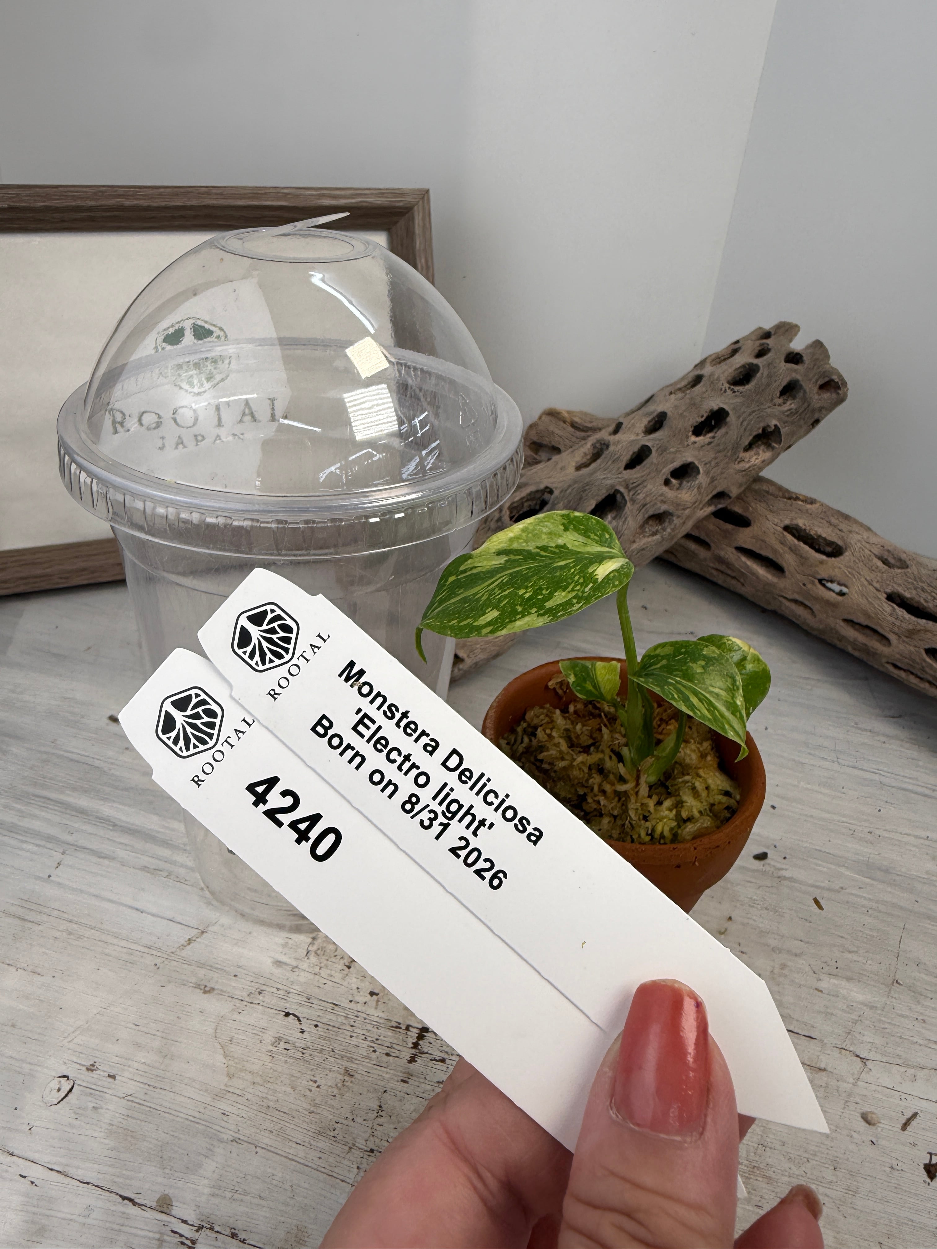 モンステラ | ROOTALPLANTS