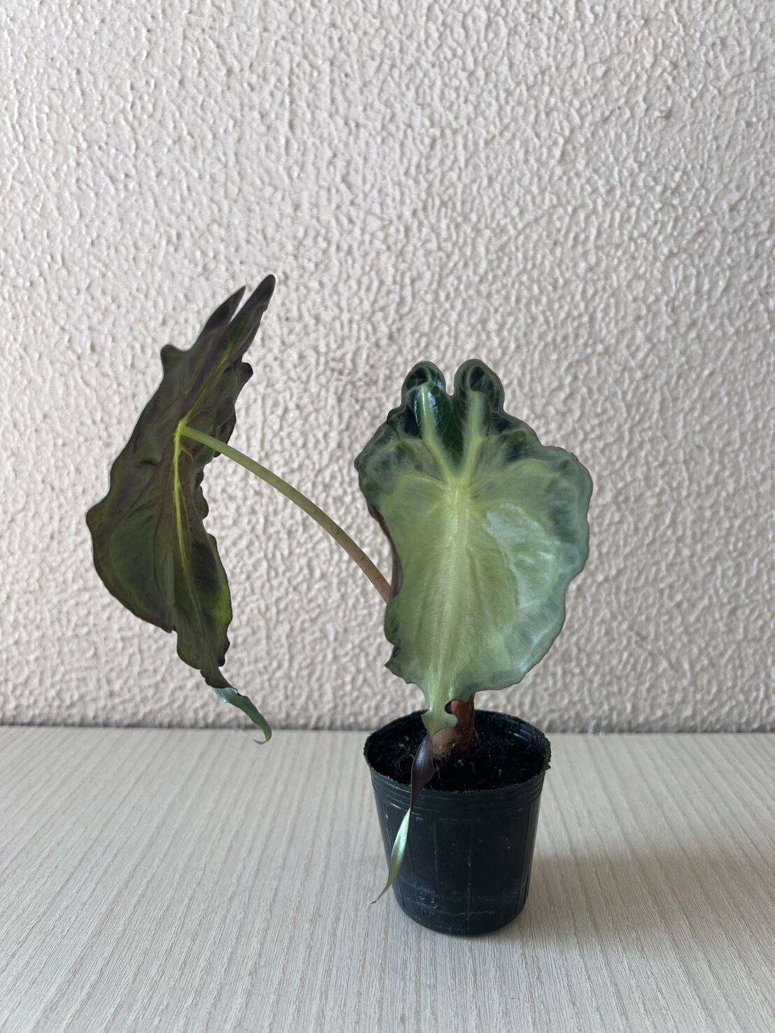 希少アロカシア 'ベノム(ヴェノム)' – RARE PLANTS JAPAN (レア