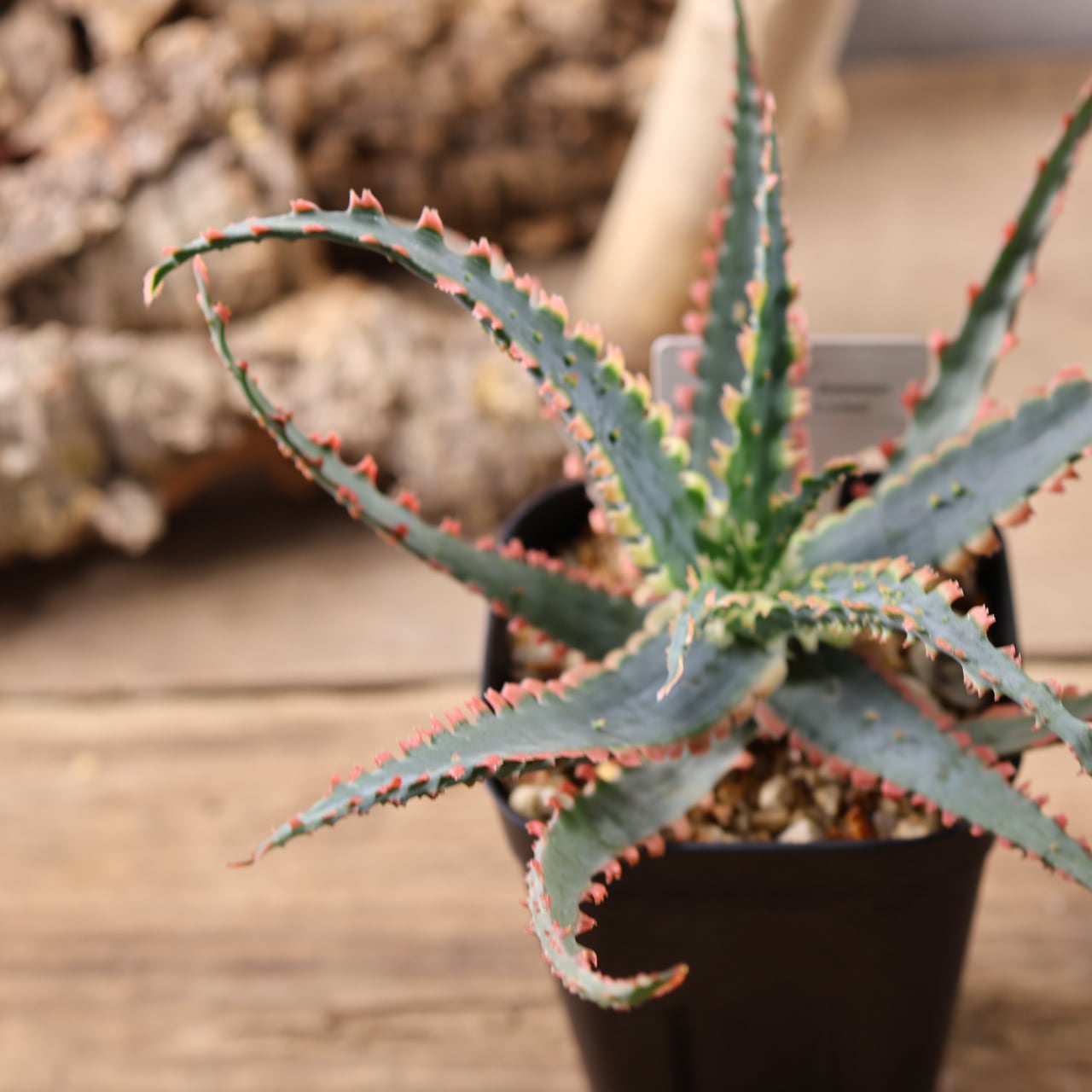 614『アロエ Aloe Sawbones' K zimmerman』観葉植物【送料無料