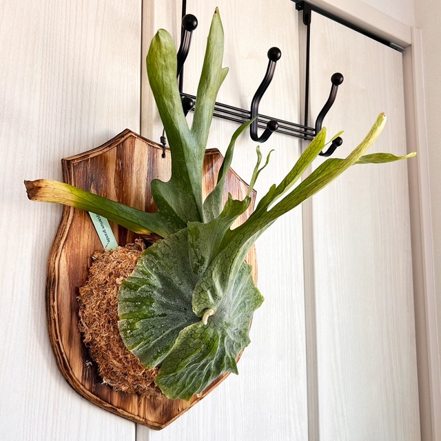 ビカクシダ グランデ 板付 【観葉植物 壁掛け コウモリラン】