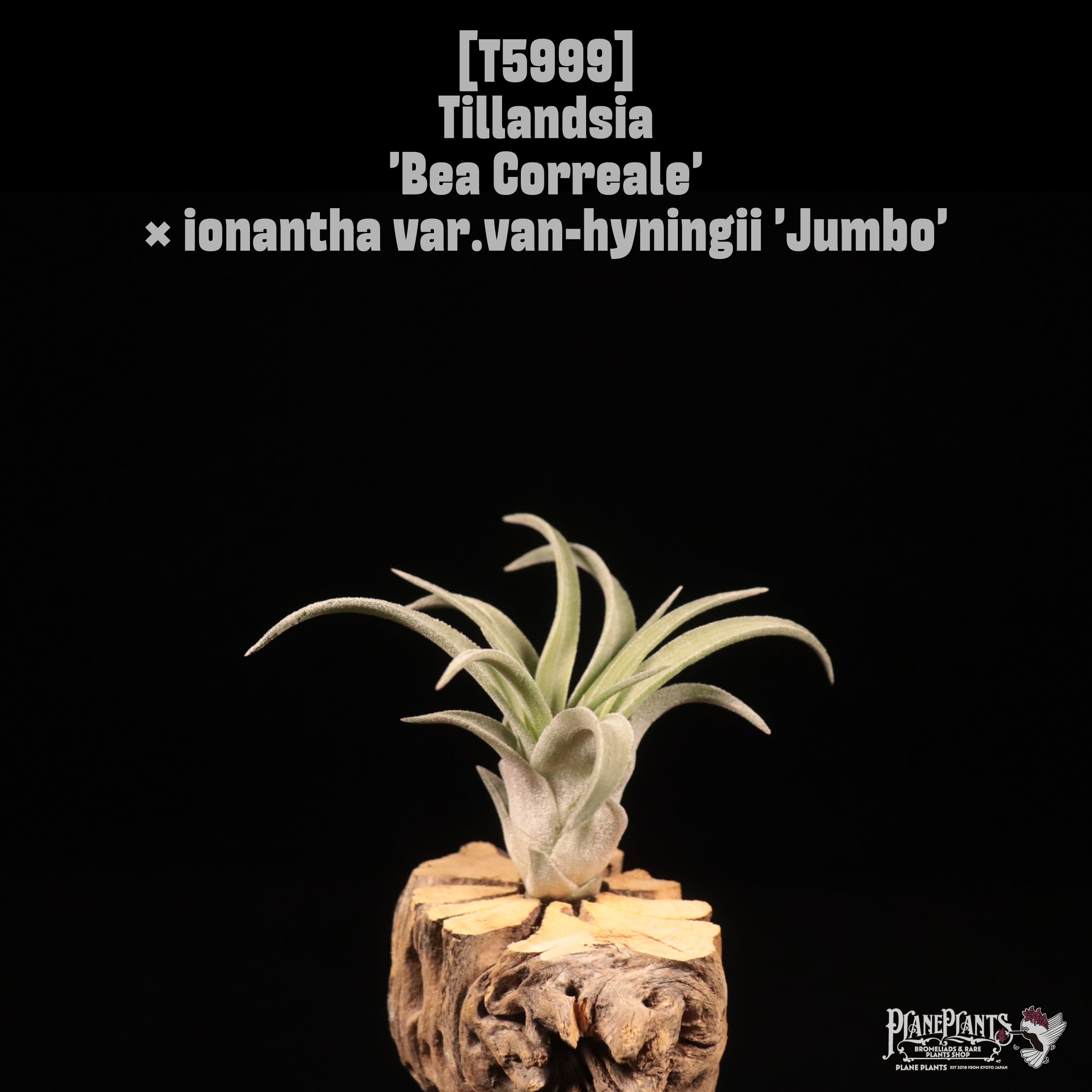 Tillandsia 'Bea Correale' × ionantha var.van-hyningii 'Jumbo'〔ティランジア〕T5999