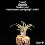 Tillandsia 'Bea Correale' × ionantha var.van-hyningii 'Jumbo'〔ティランジア〕T5999