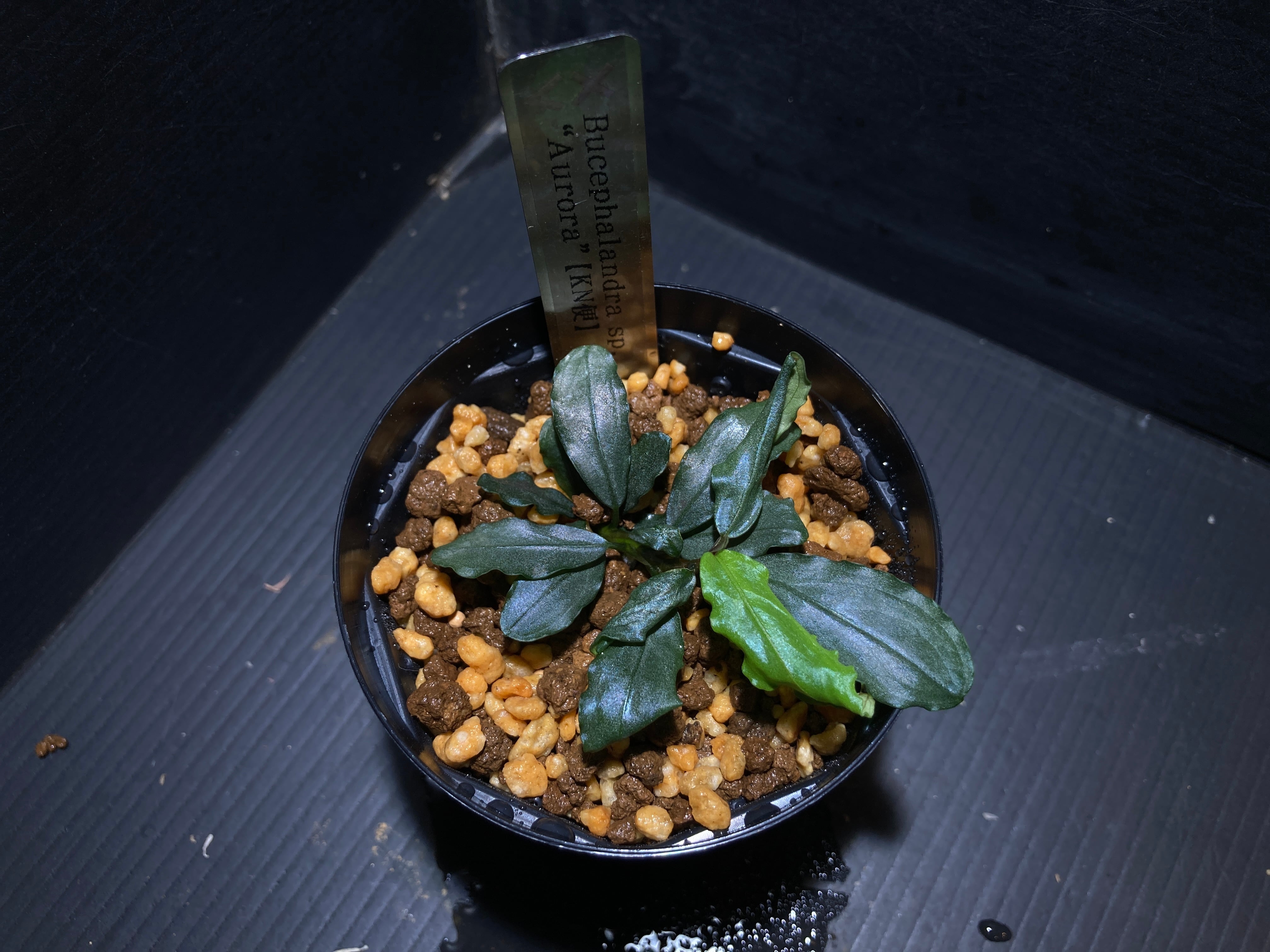 ブセファランドラ | AquaFocus