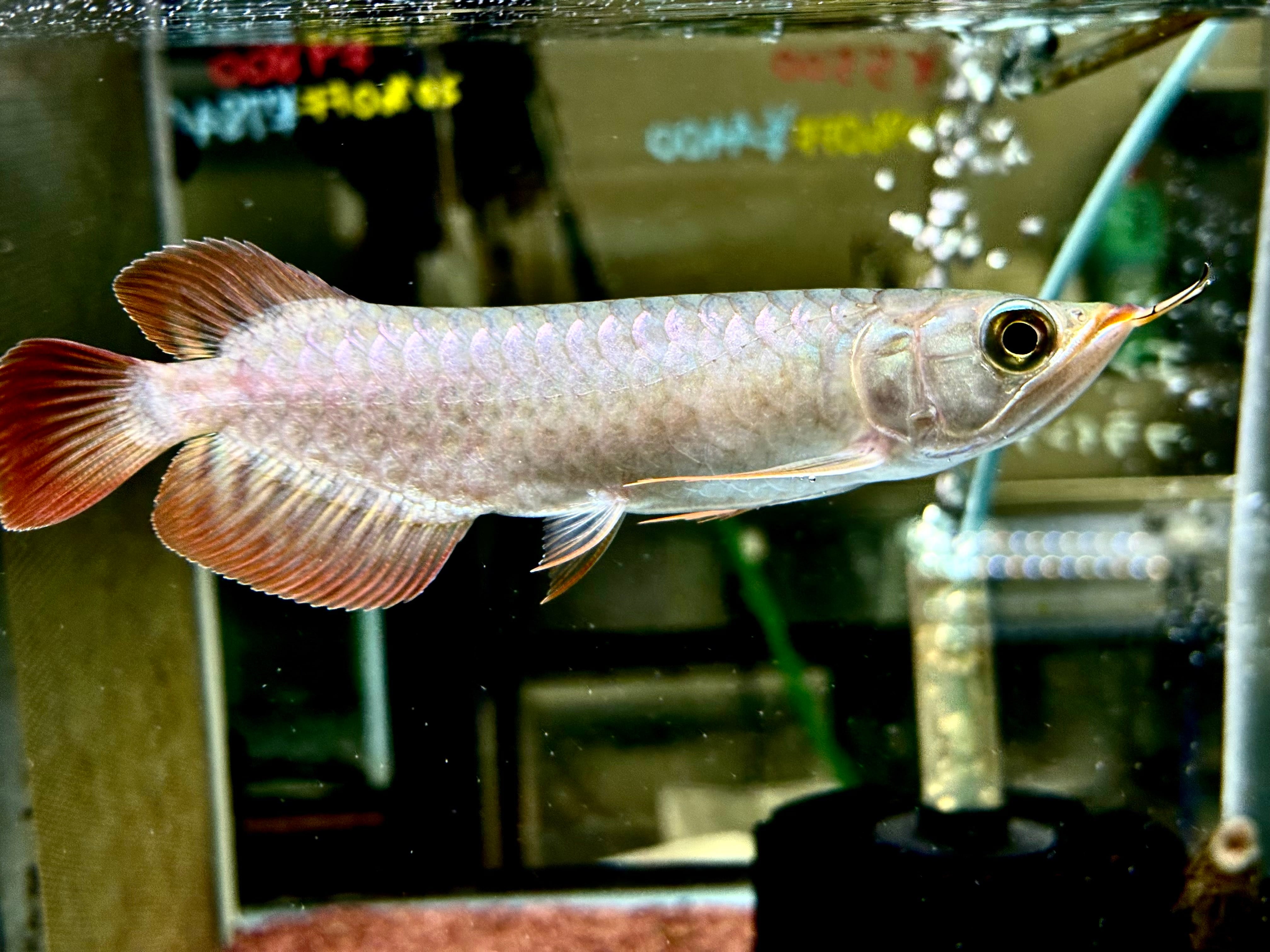 アロワナナイフ（アファー）➁ 37cm ギニア産 | AQUASTYLEG