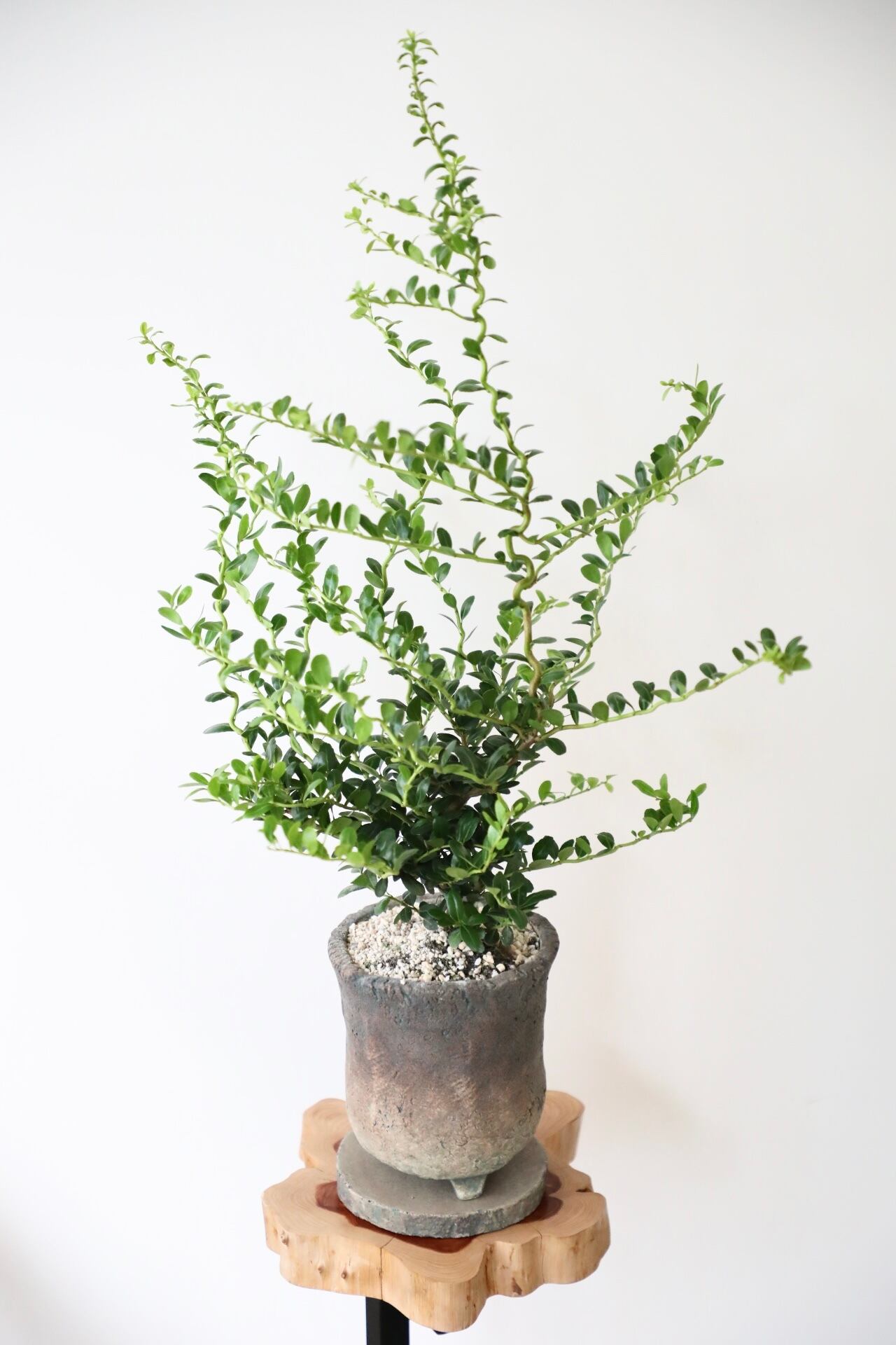 雲竜ツゲ/Ilex crenata ※陶器鉢付き | 【厳選植物・器】MIDORI DOUMEI