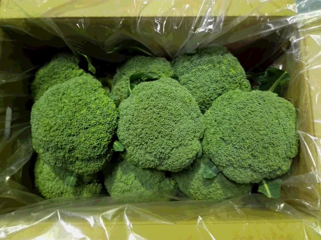 ふくい農園 おいしいブロッコリー 8個 高知県産 産地直送 | すくも特産