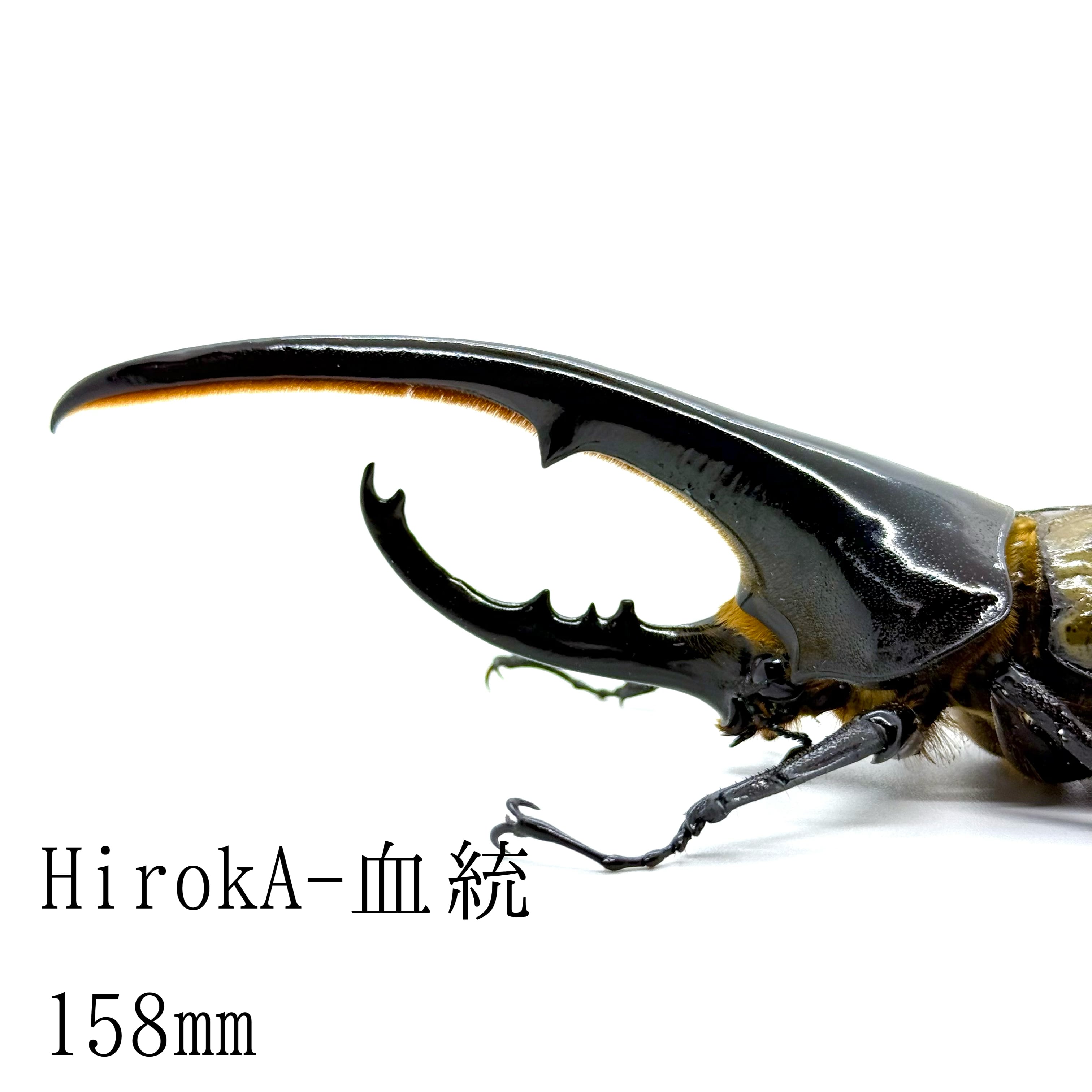 DH ヘラクレス 単品 オオカブト yuuki1888 ペア ♀69mm D.H.