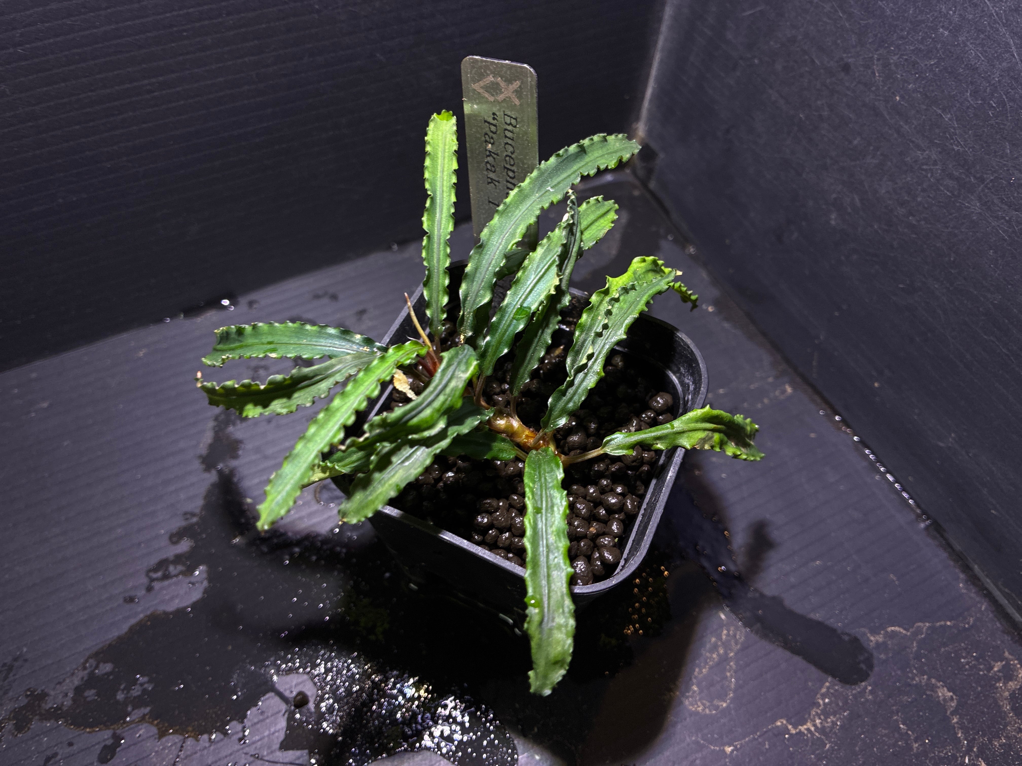 Bucephalandra sp. Murung raya 【LA0515-03】① | AquaFocus