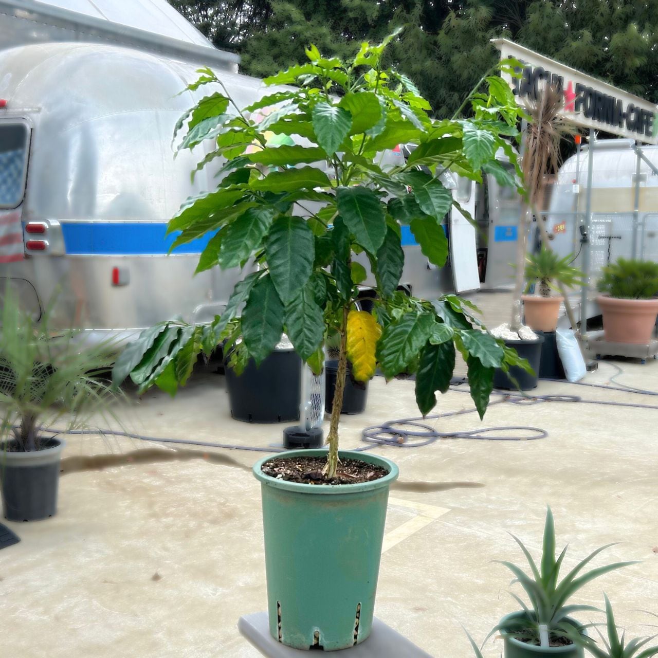 コーヒー苗ティピカ種 （特大） ＊国産コーヒー苗木 | YACHI☆FORNIA-FARM