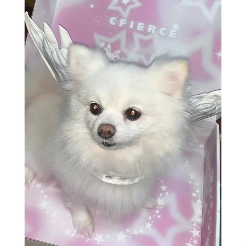CFIERCE] Angel Wings Collar | BYORI