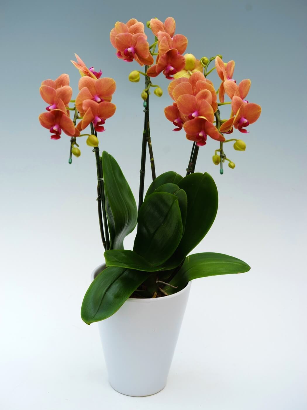 ミディ胡蝶蘭「サーフソング」3本立ち(胡蝶蘭046) | 花you